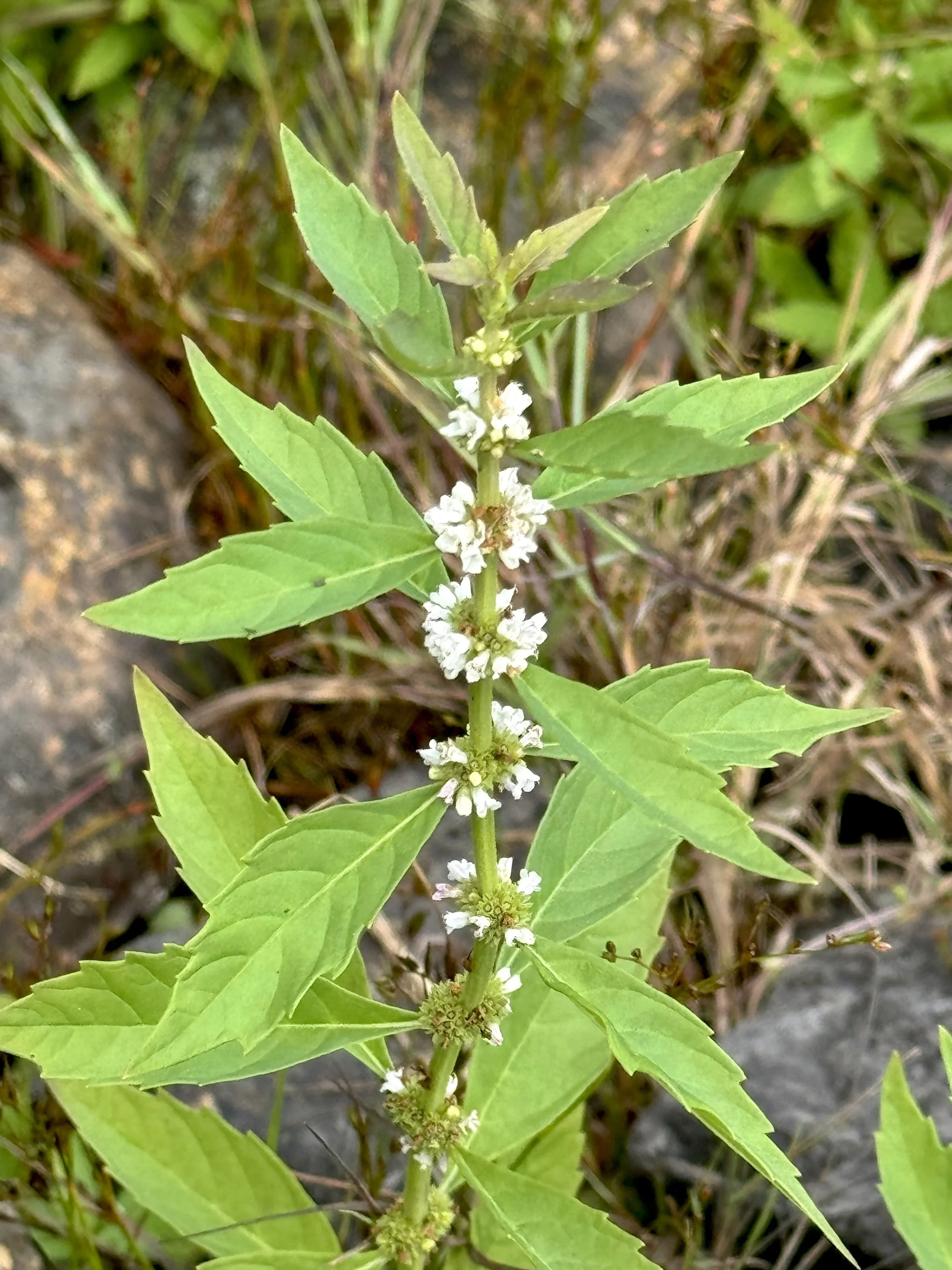 northern water horehound (northern bugleweed)