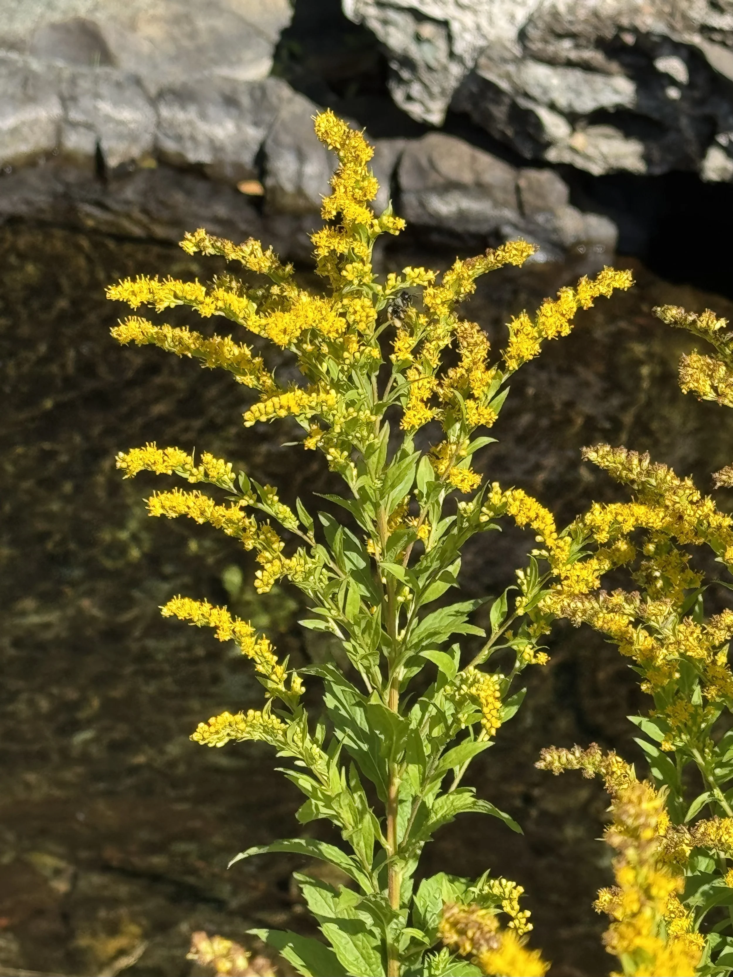 goldenrod, Pippy Park