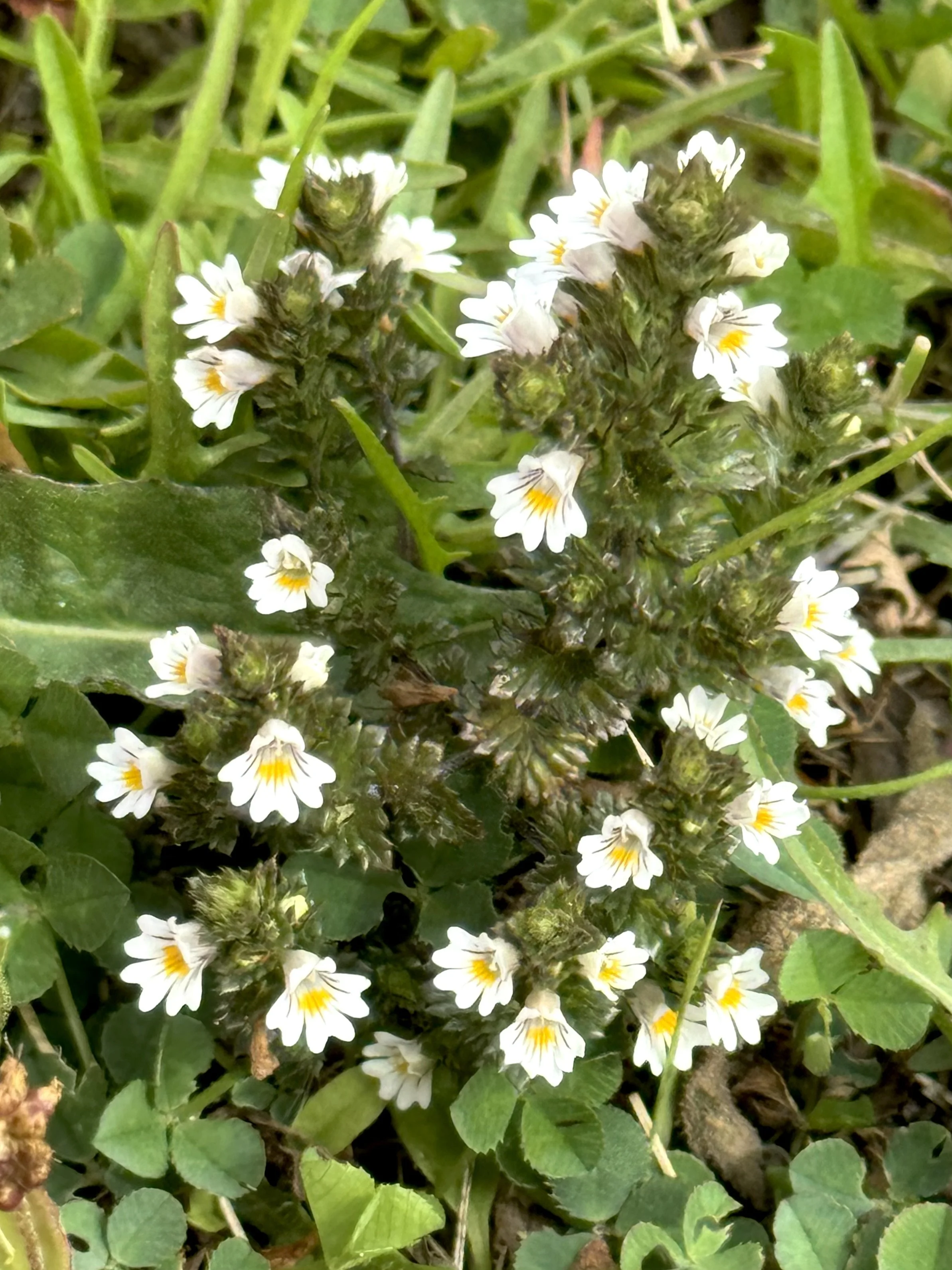 eyebright