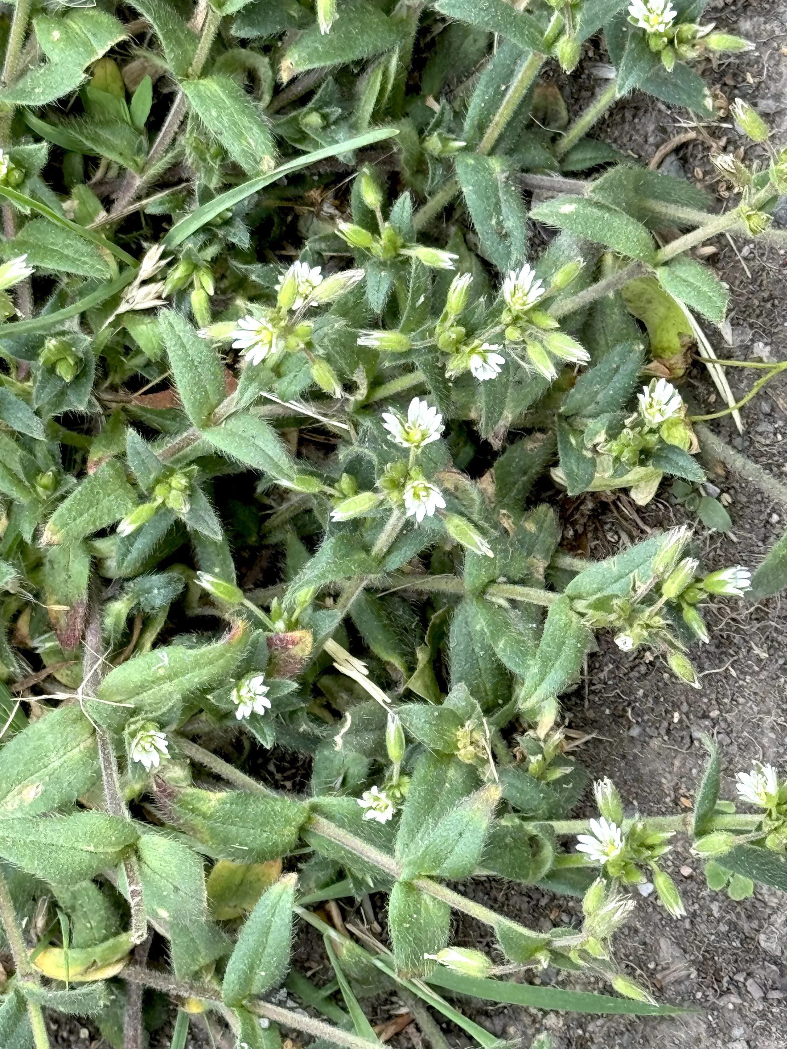 mouse-ear chickweed