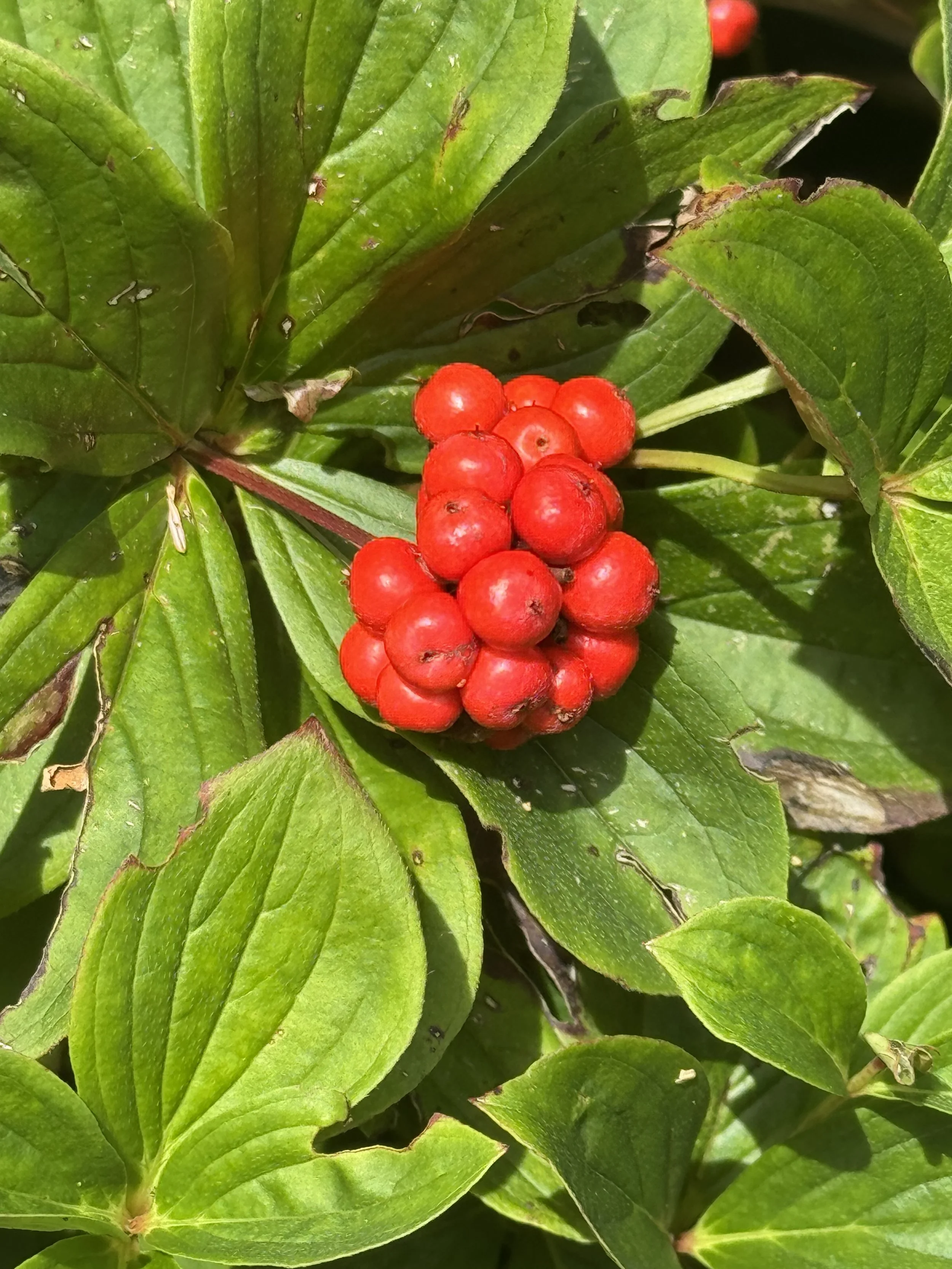 bunchberry, St. Philip's