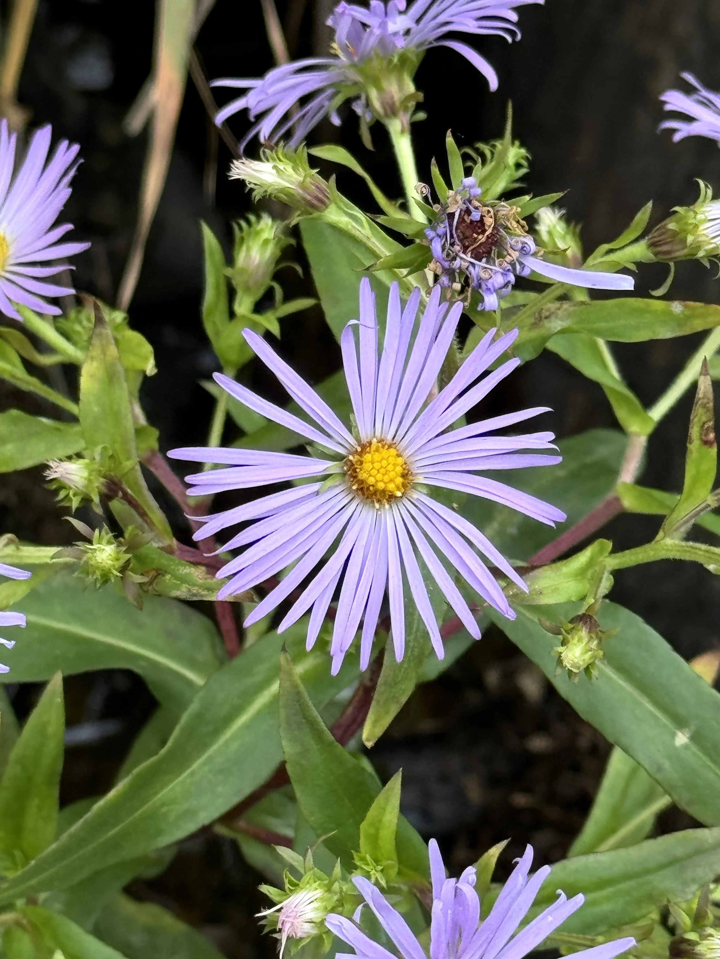 swamp aster