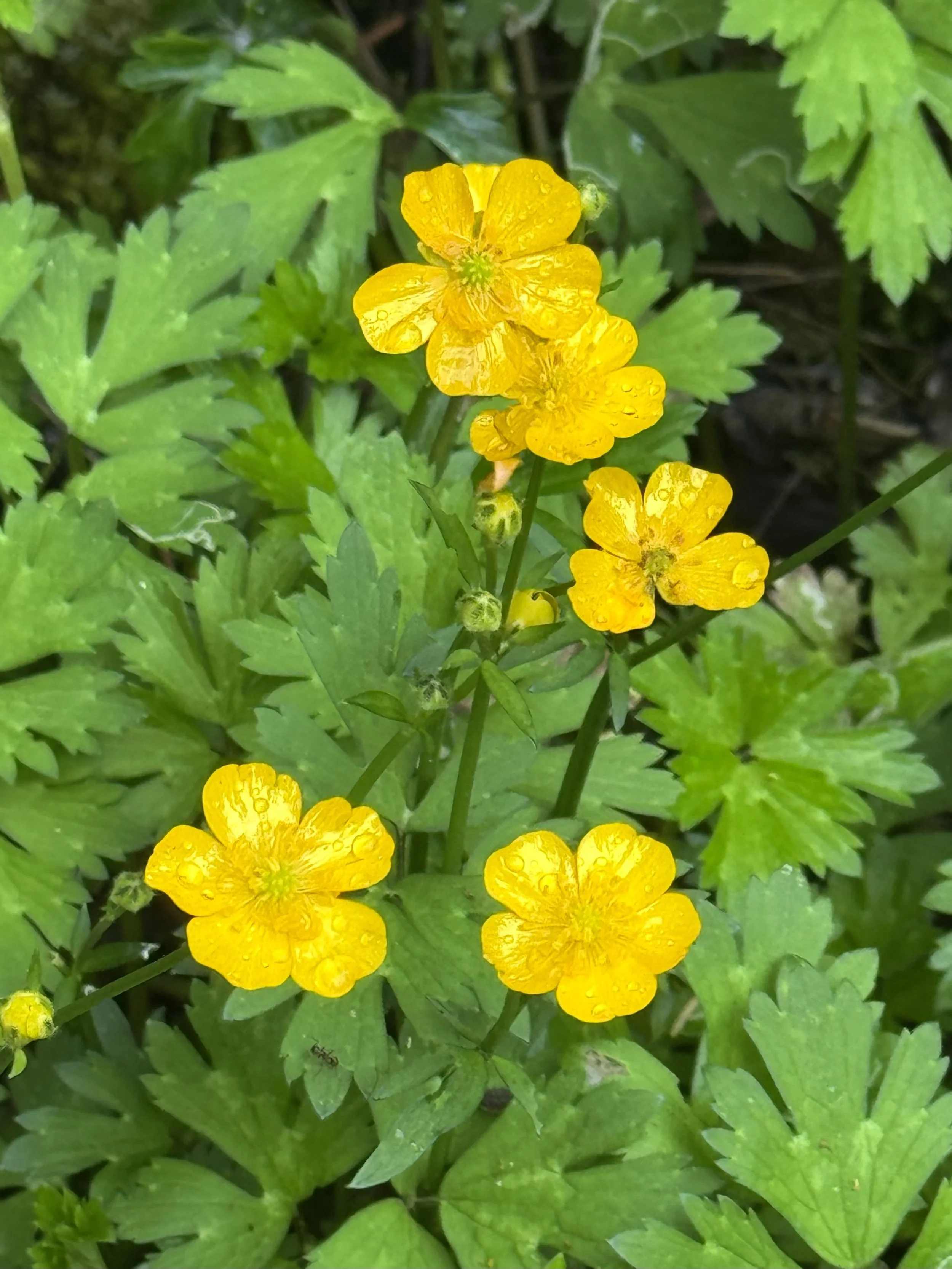 creeping buttercup