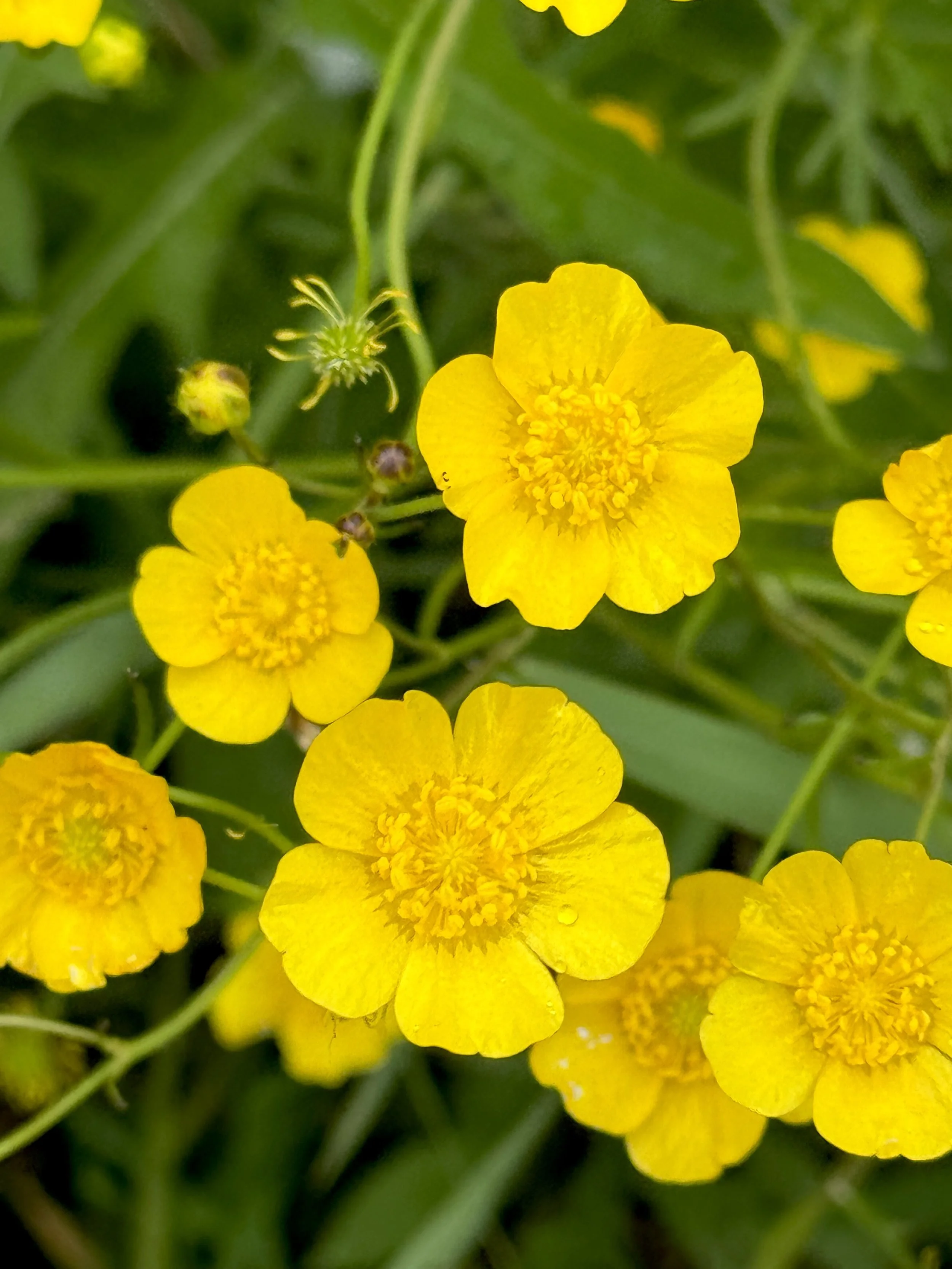 meadow buttercup