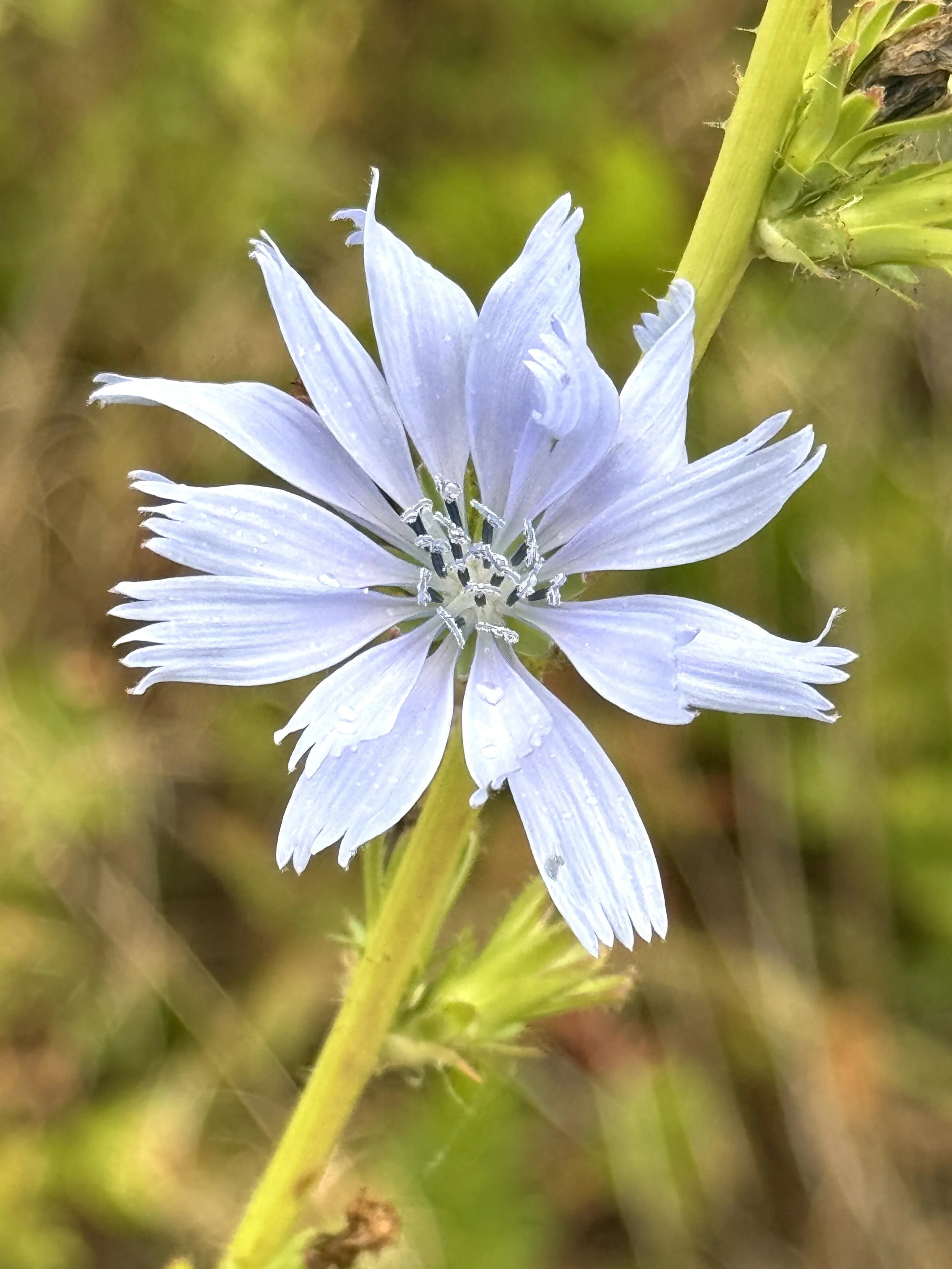 chicory