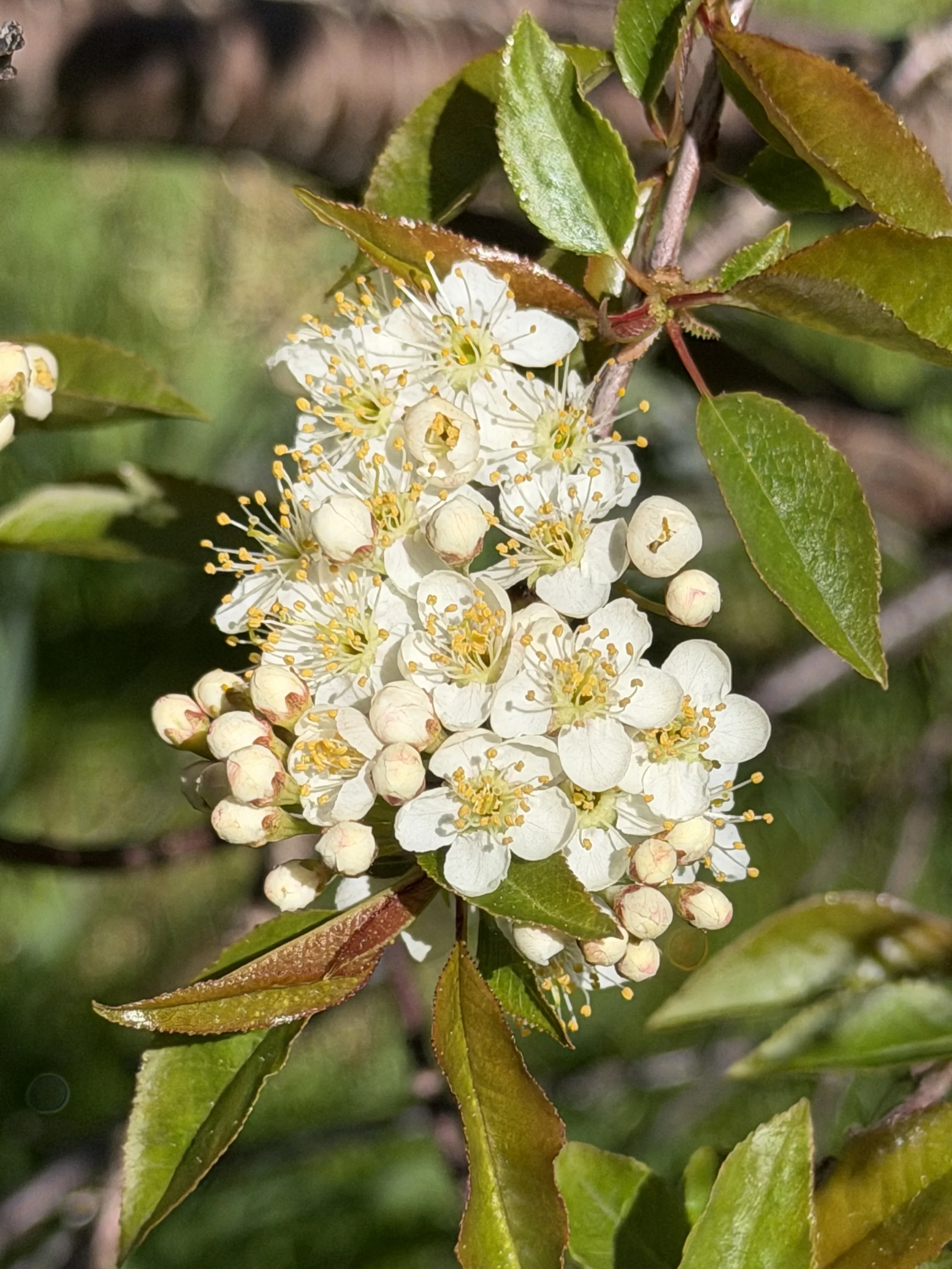 pin cherry