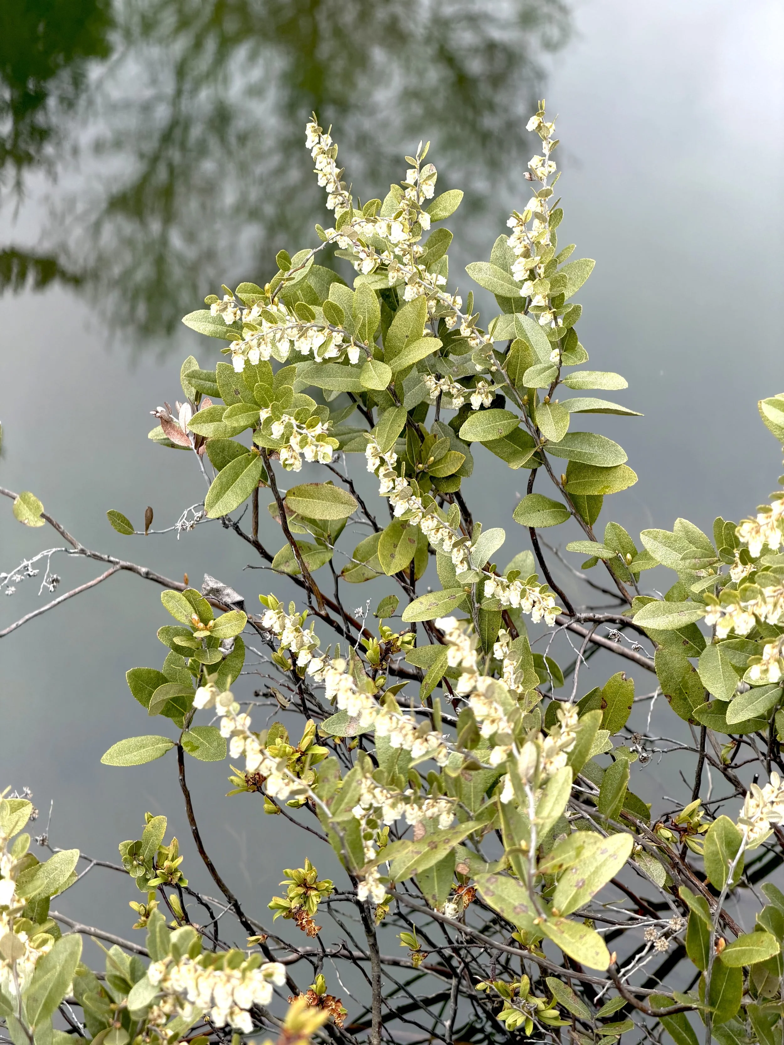 leatherleaf