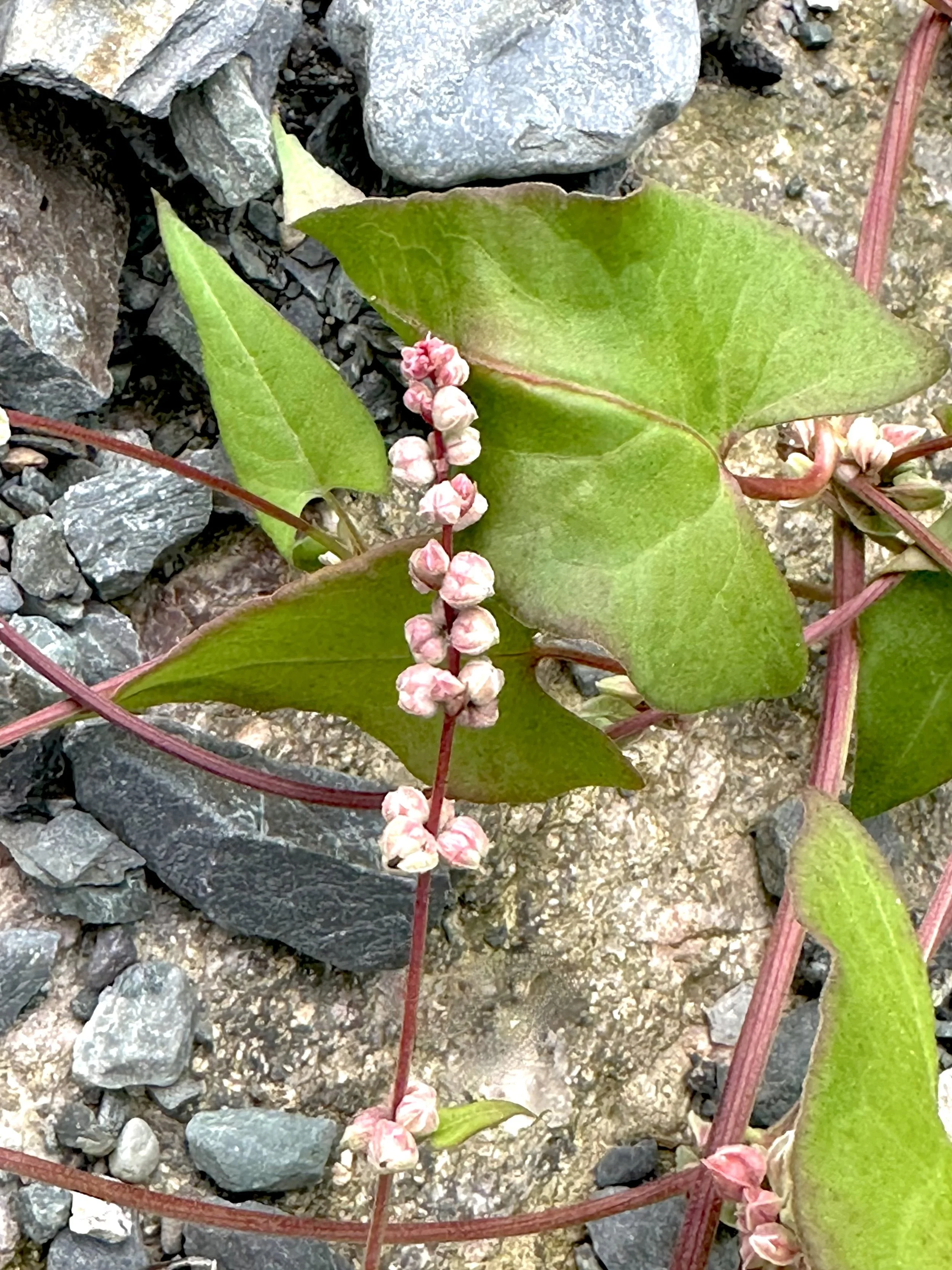black bindweed