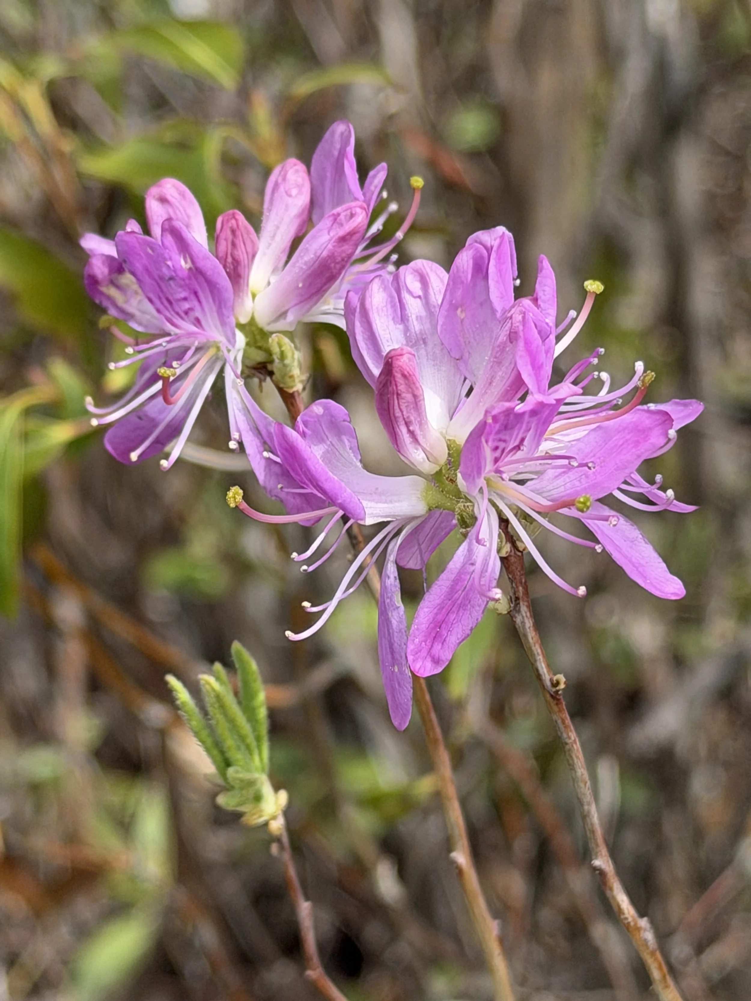 rhodora