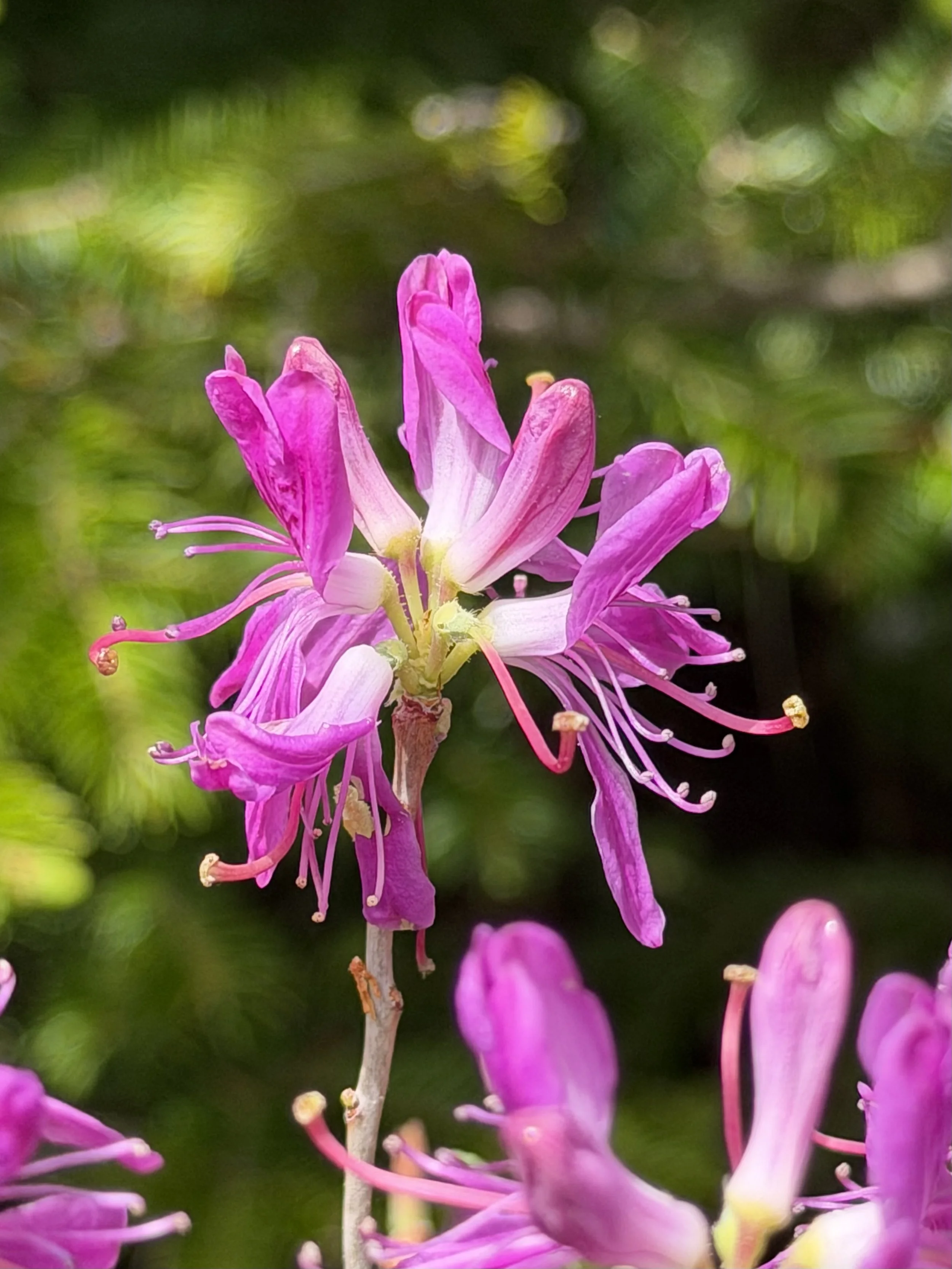 rhodora 