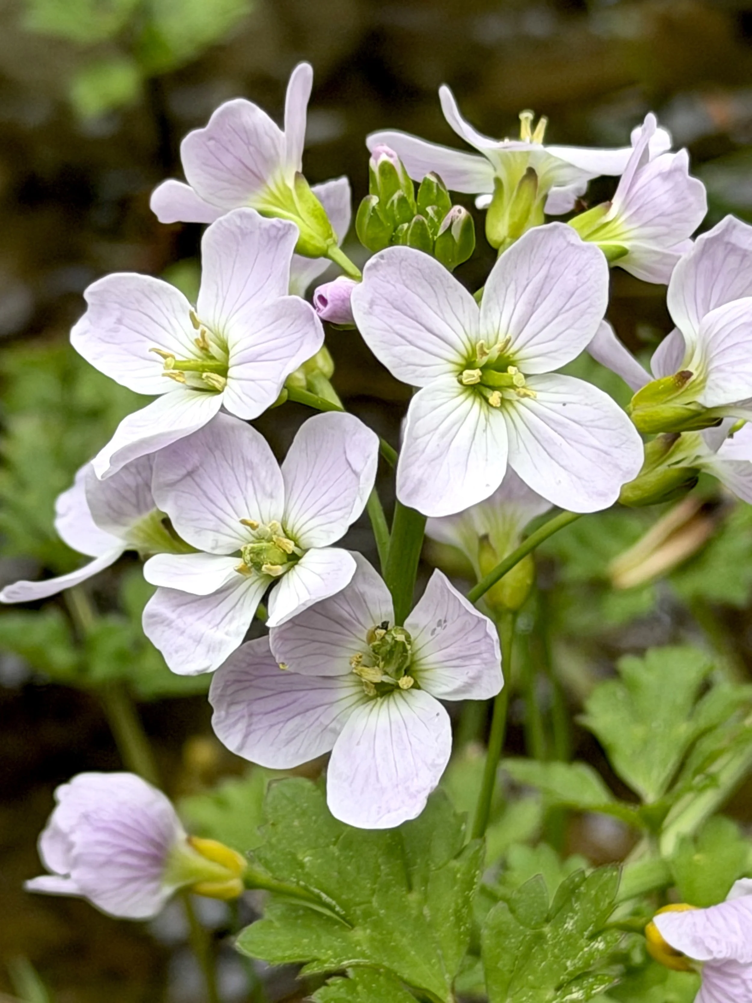 cuckoo flower (meadow cress)