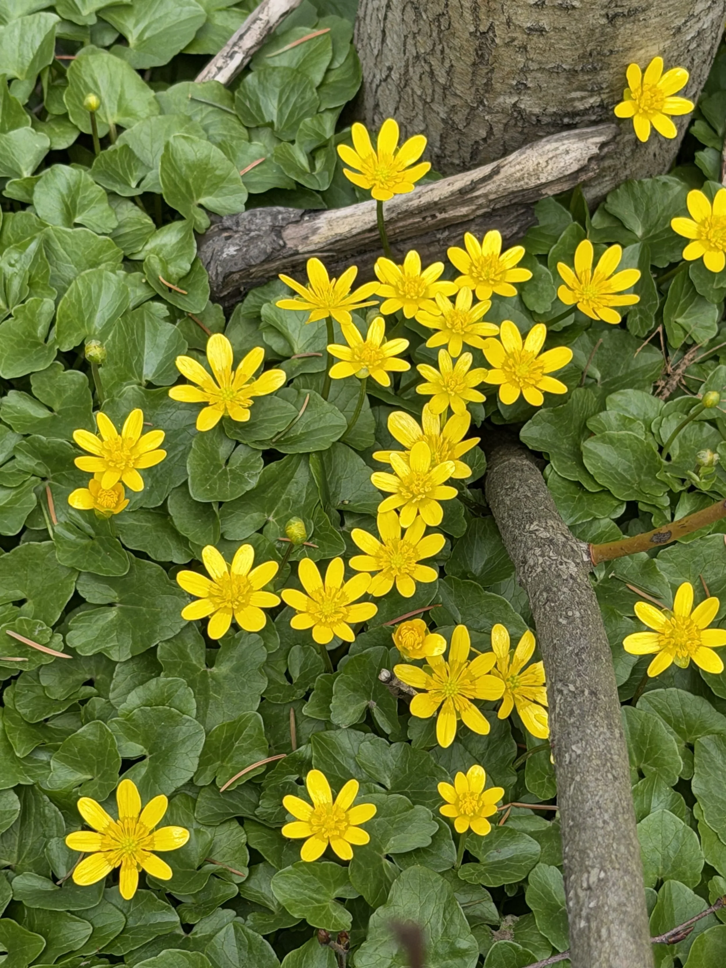 lesser celandine