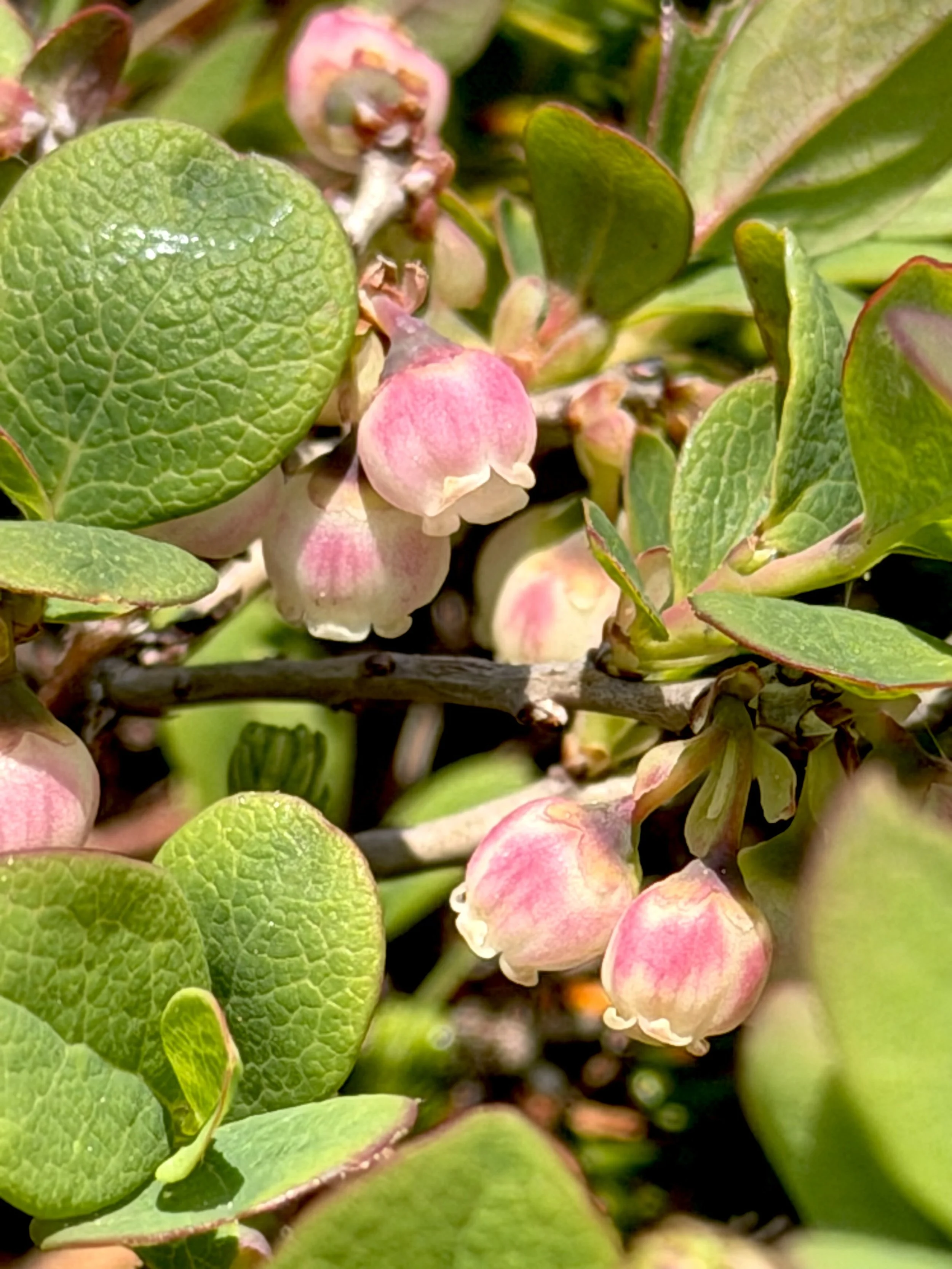 bilberry