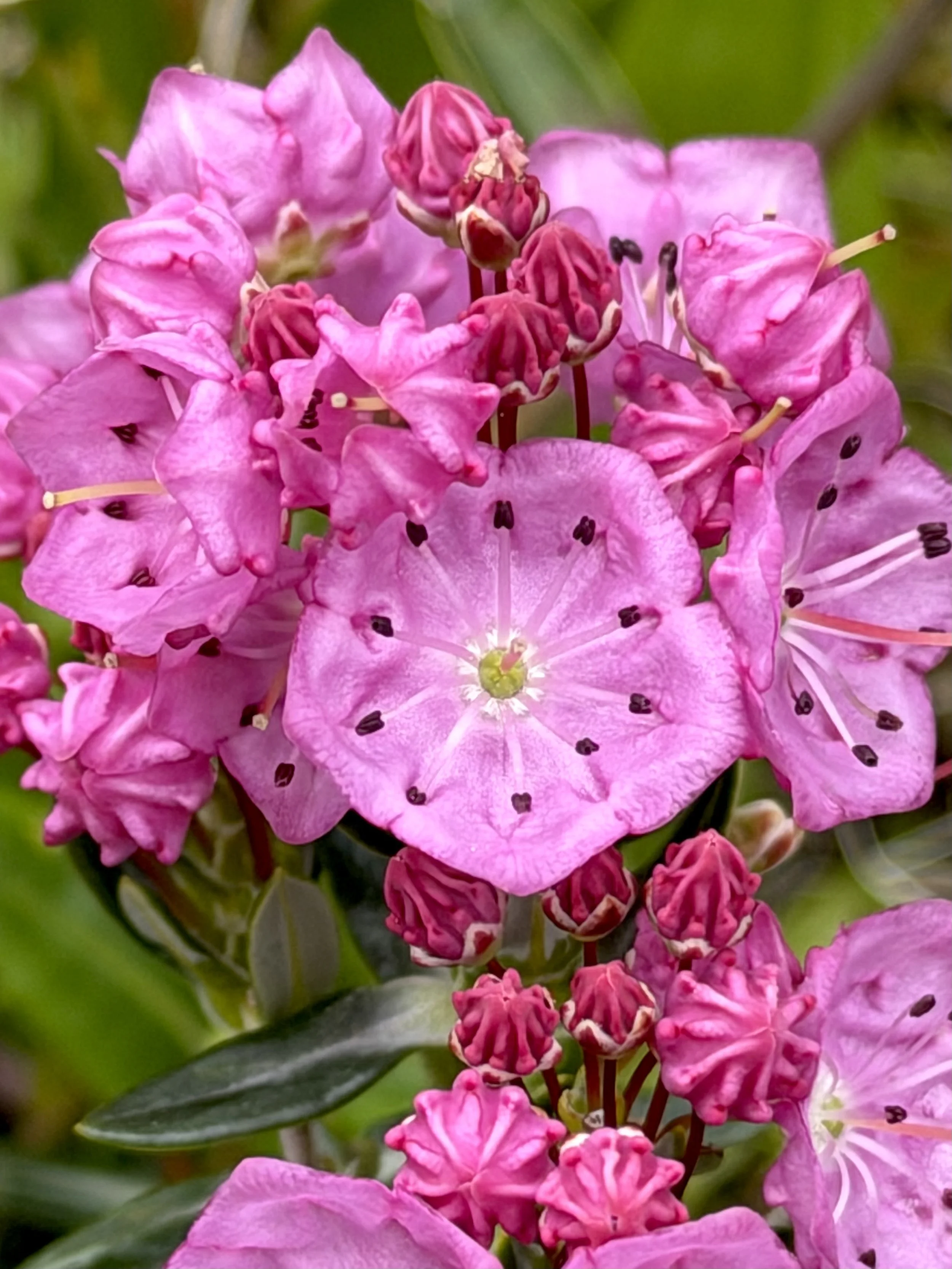 bog laurel