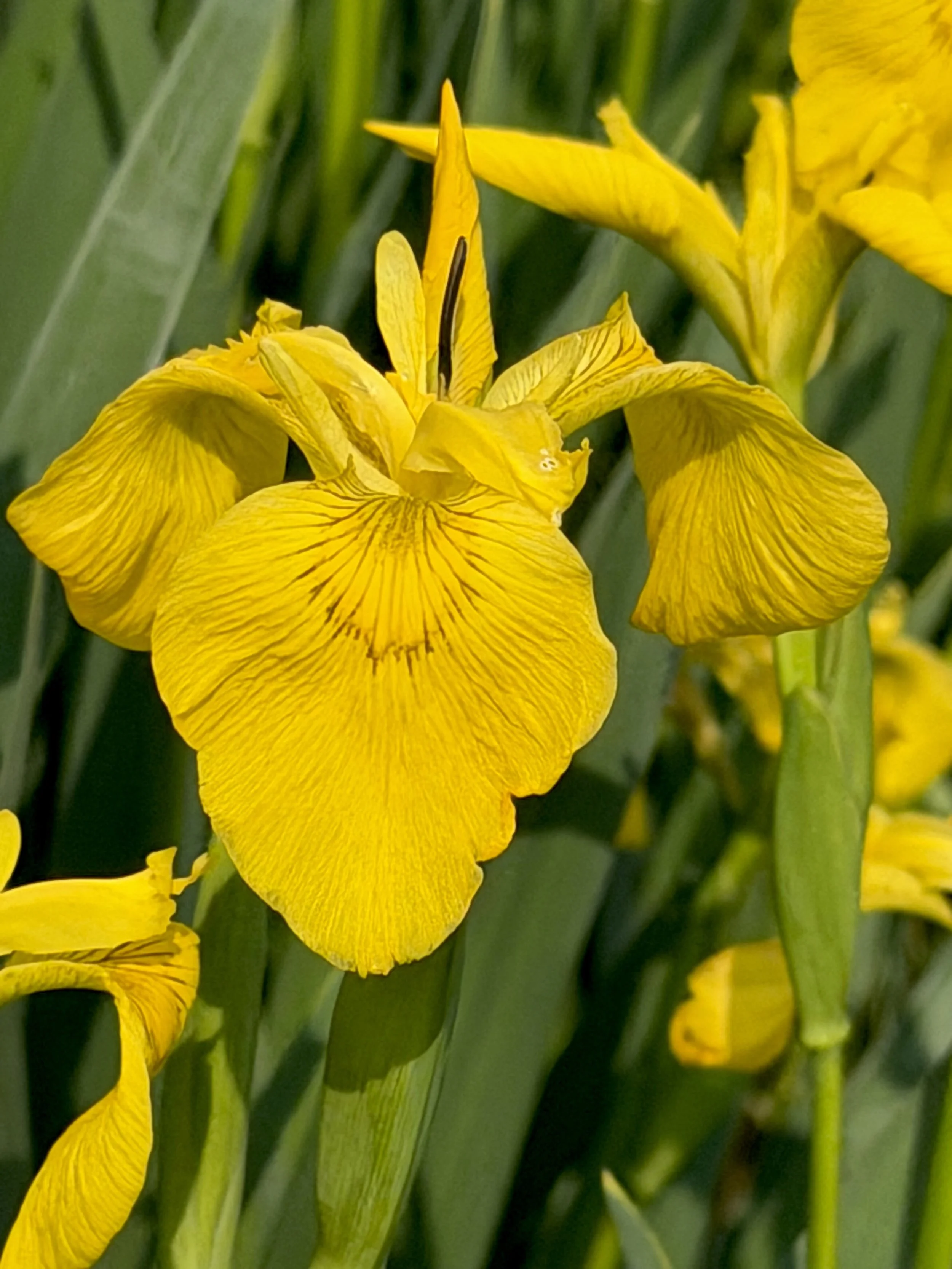 yellow flag iris