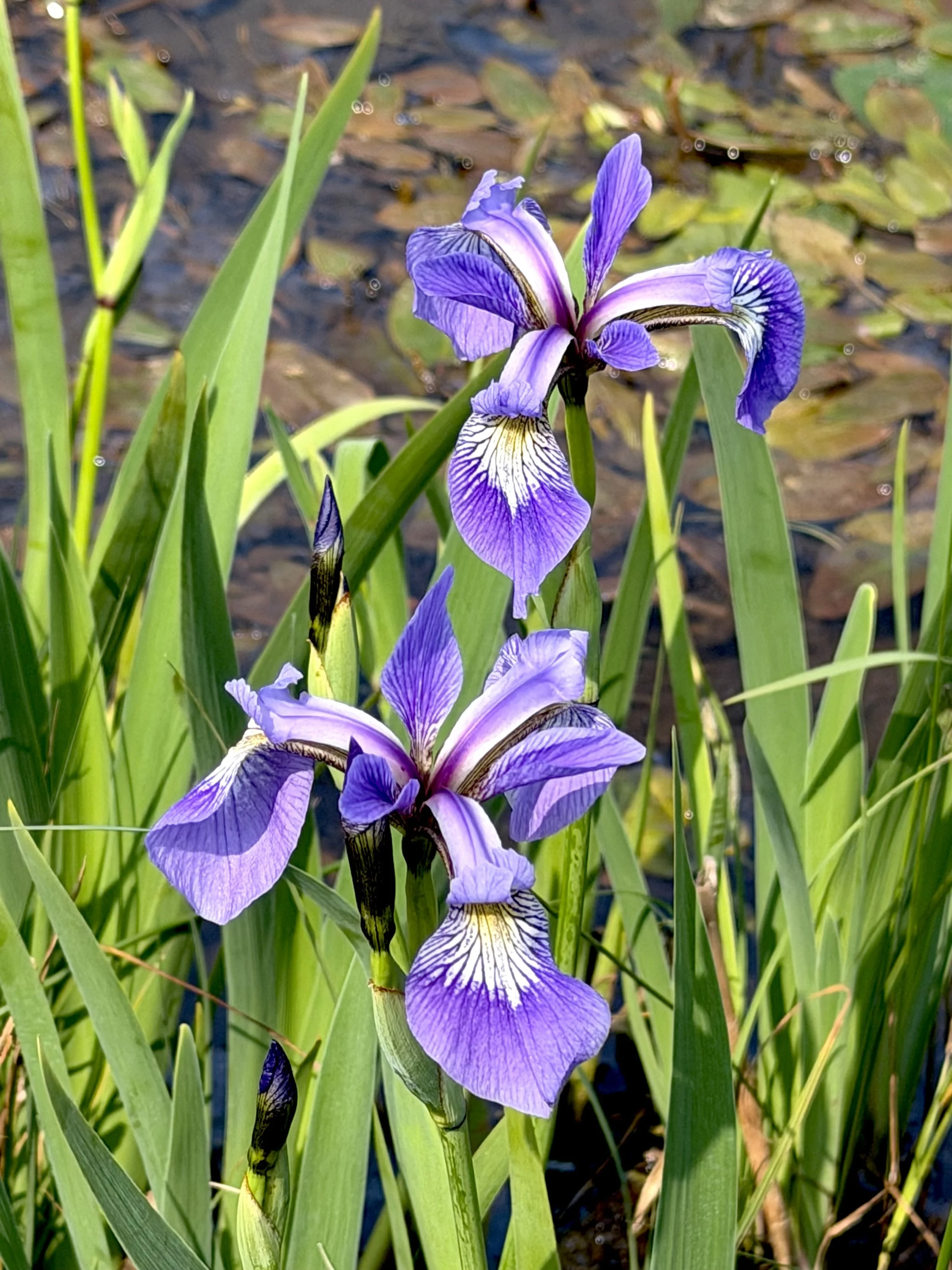 blue flag iris