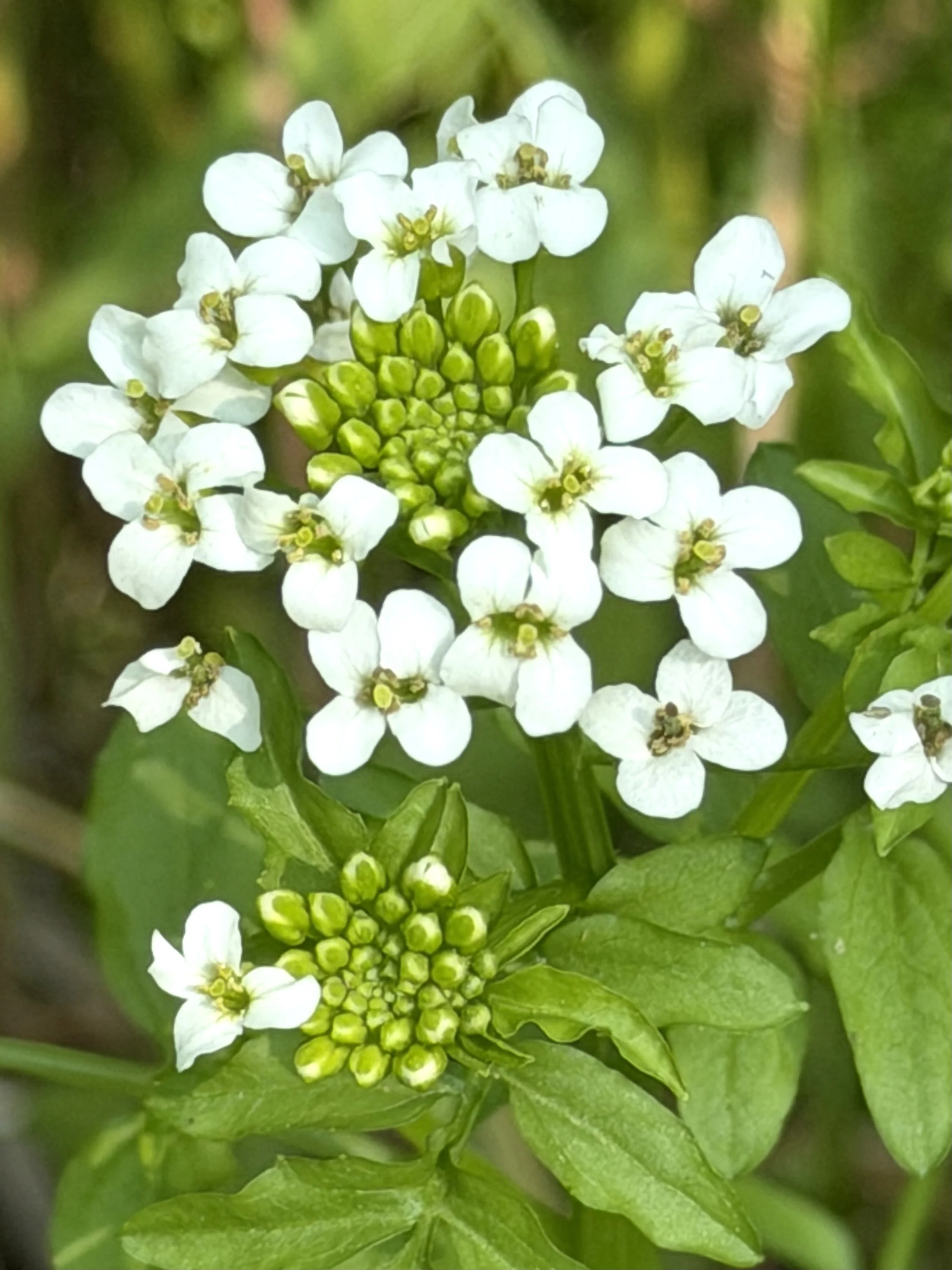 watercress