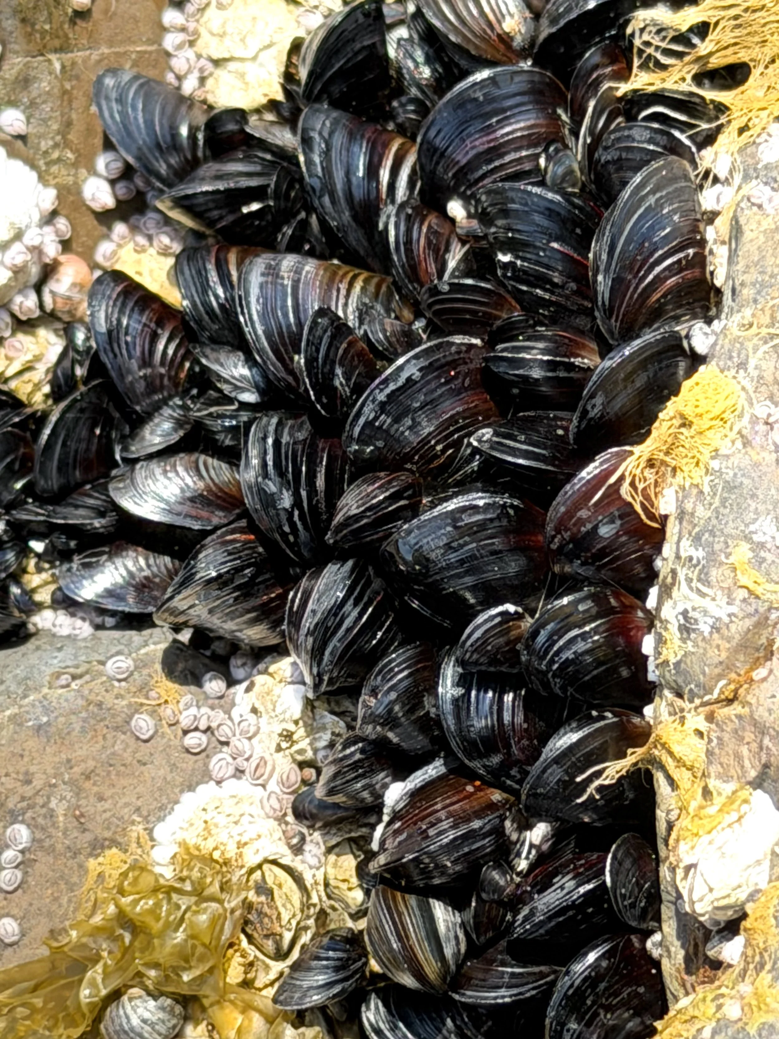 mussels, near Torbay