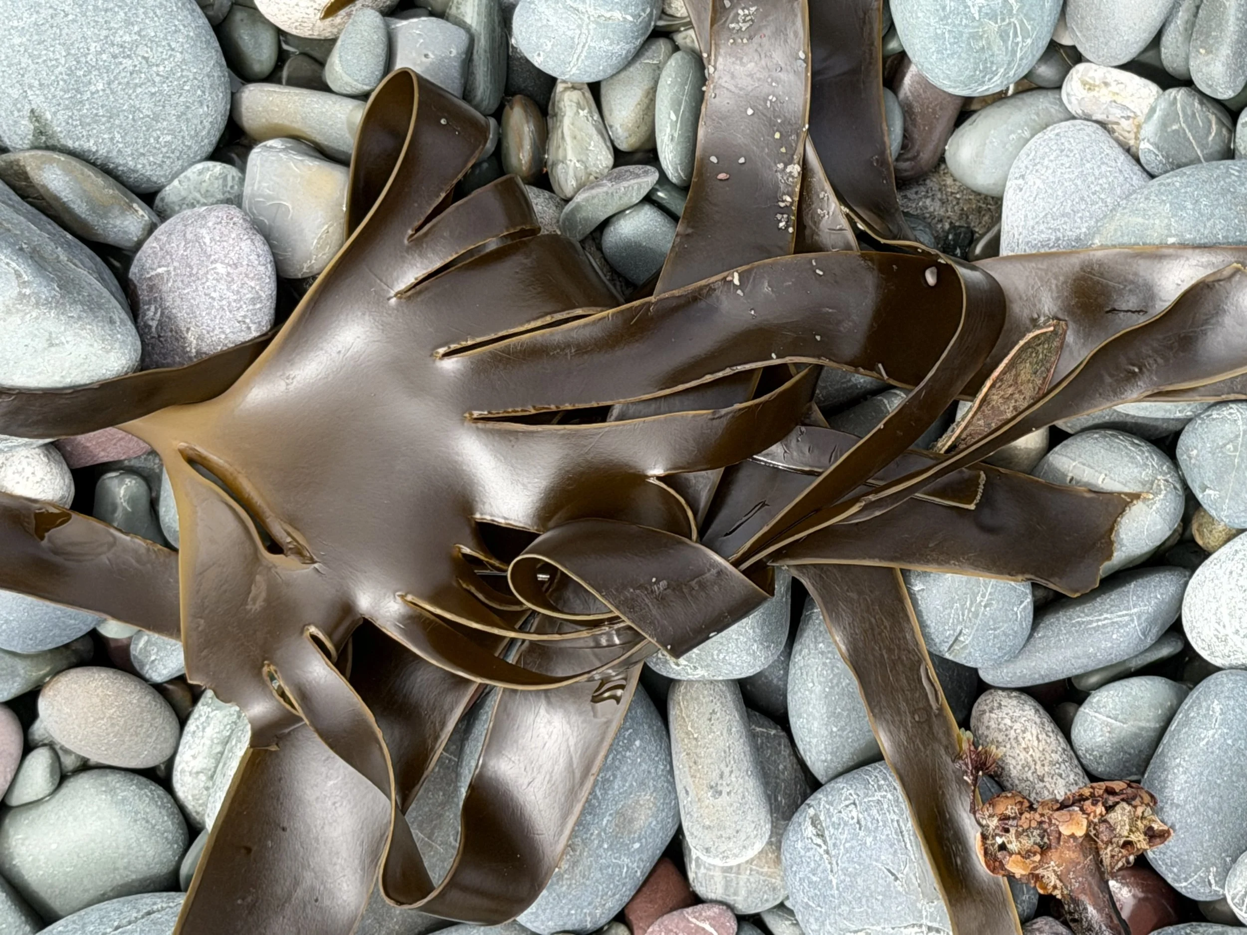 finger kelp