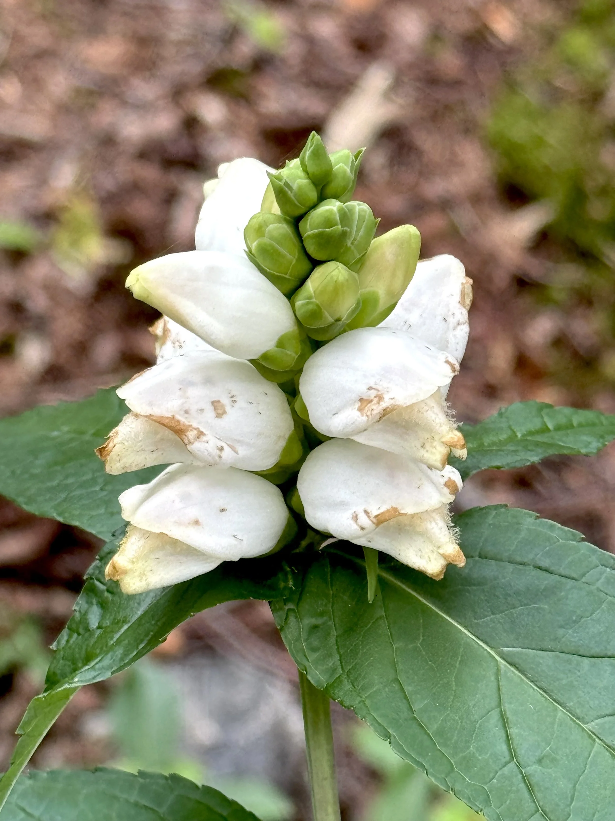 turtlehead, Pippy Park, St. John’s