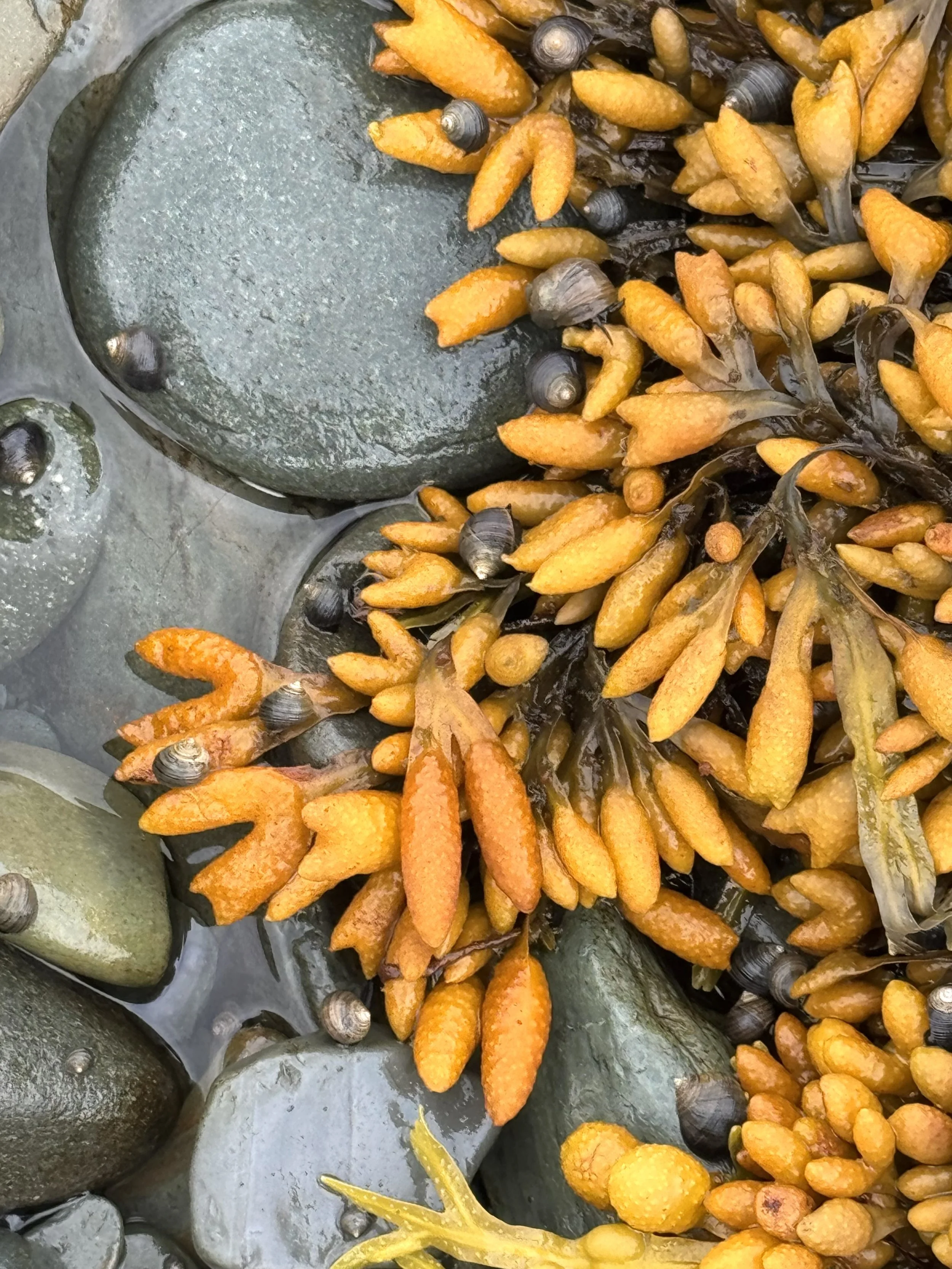 rockweed and periwinkles