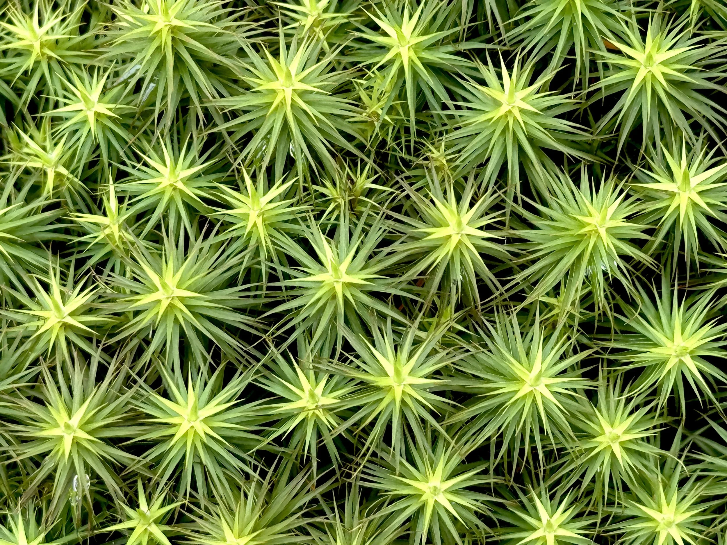 haircap moss, Pippy Park, St. John’s