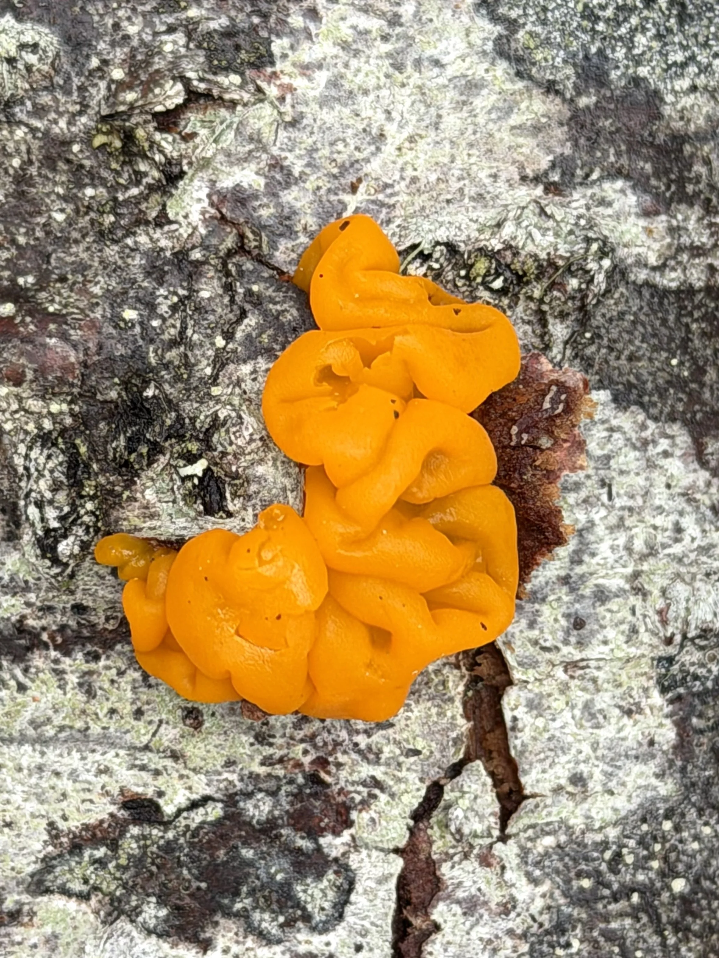 tree fungus, Pippy Park, St. John’s