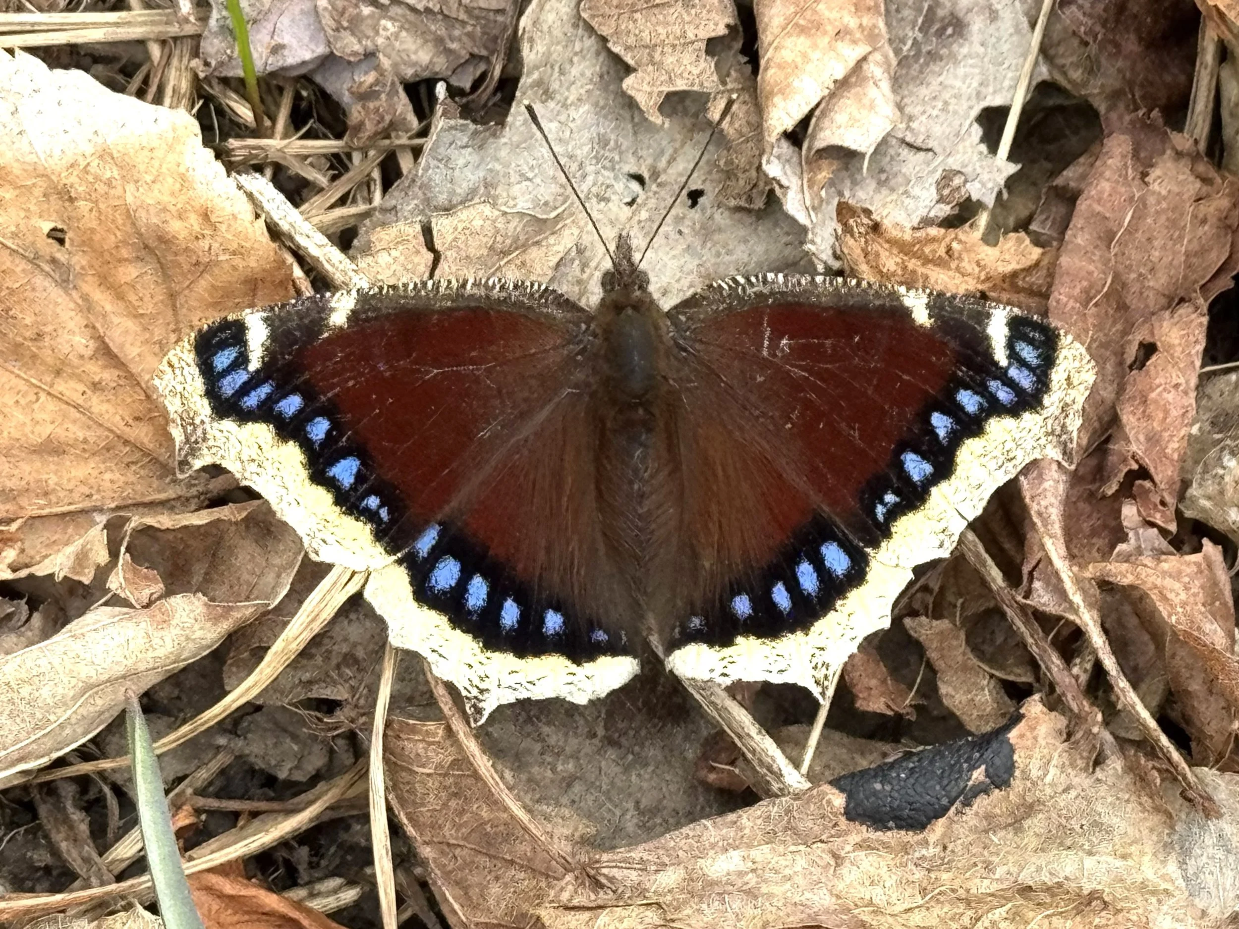 mourning cloak butterfly, Pippy Park, St. John’s