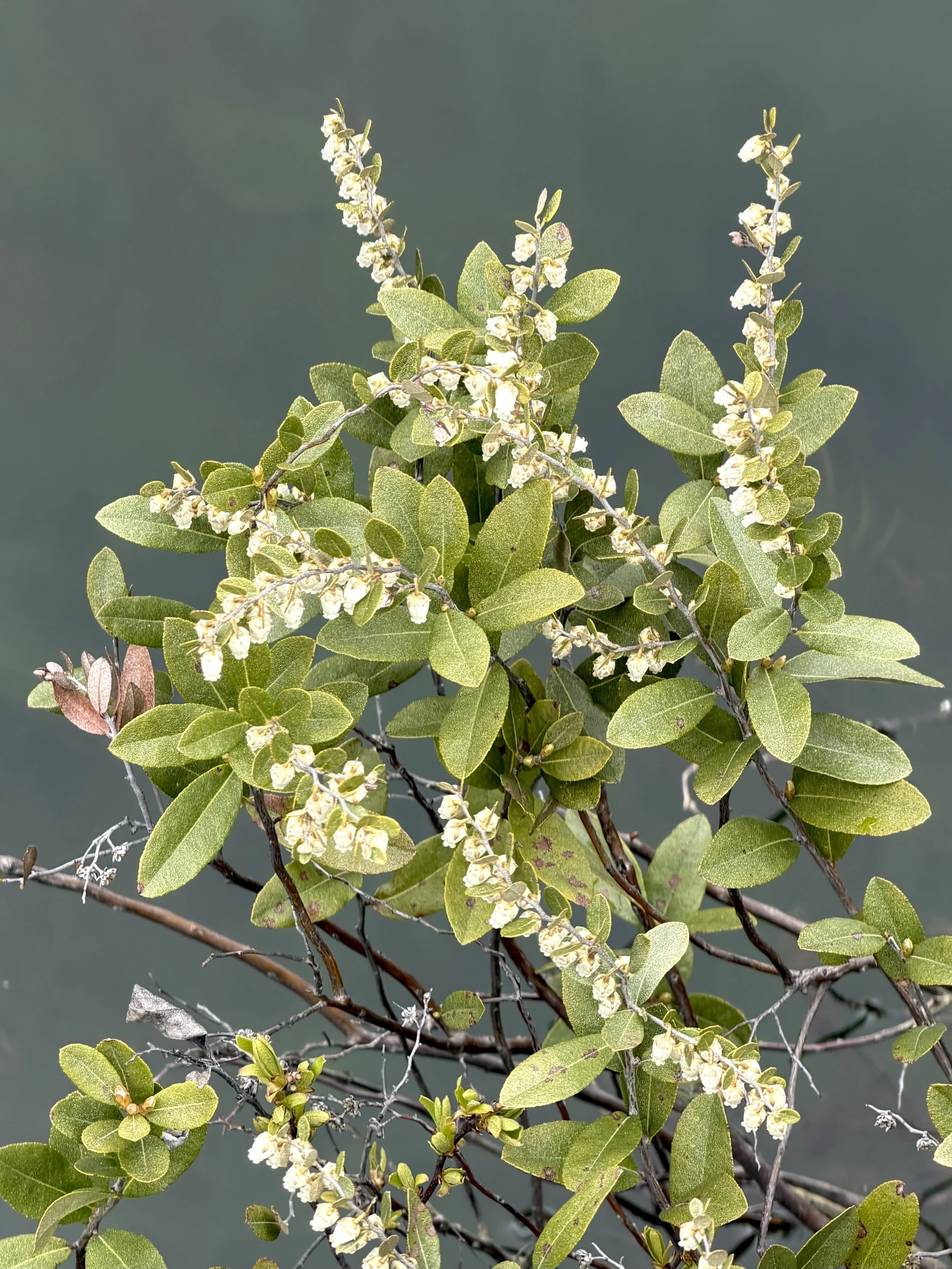 leatherleaf by a pond in Pippy Park, St. John’s