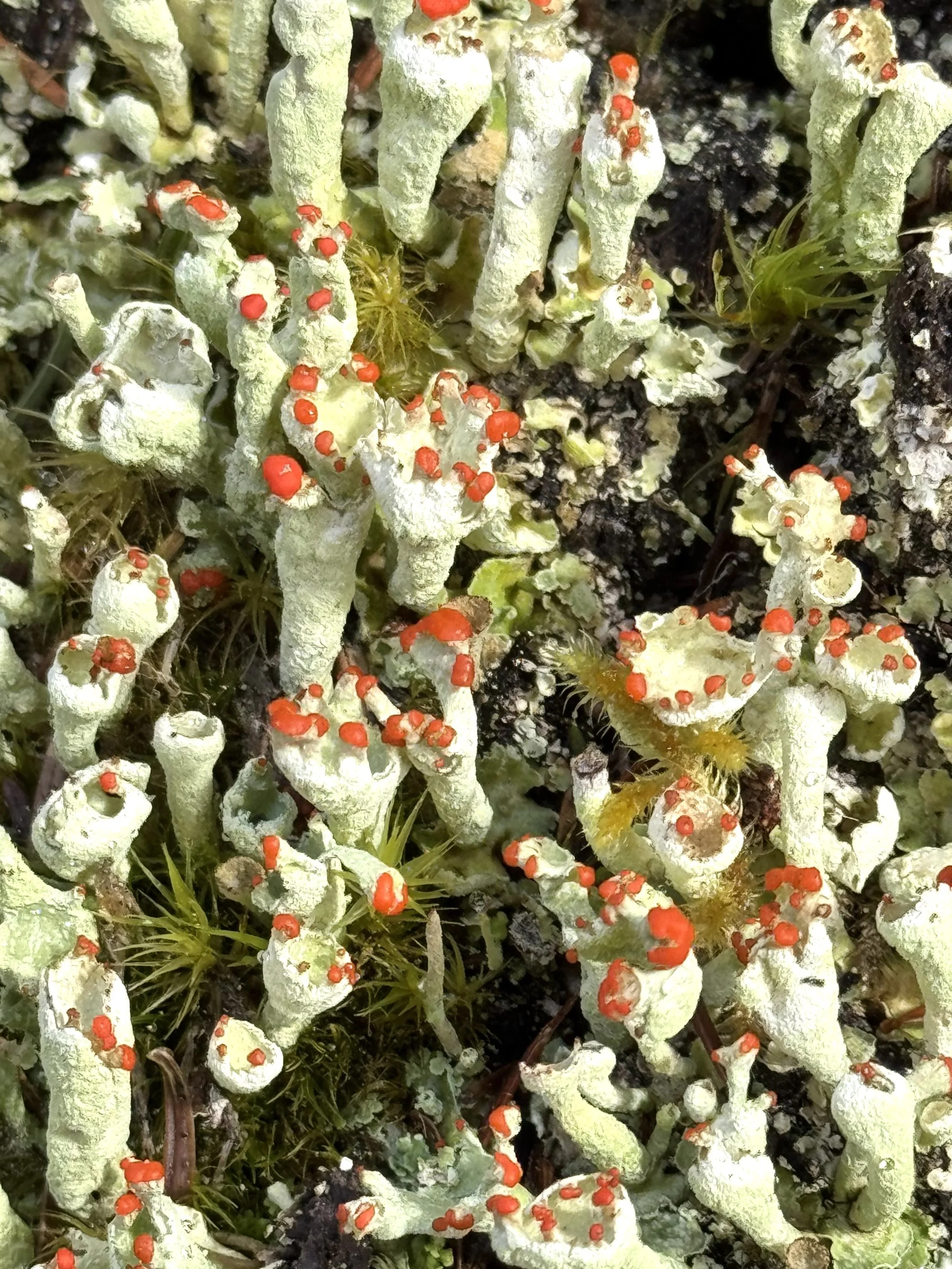 lichens on a stump, Pippy Park, St. John’s