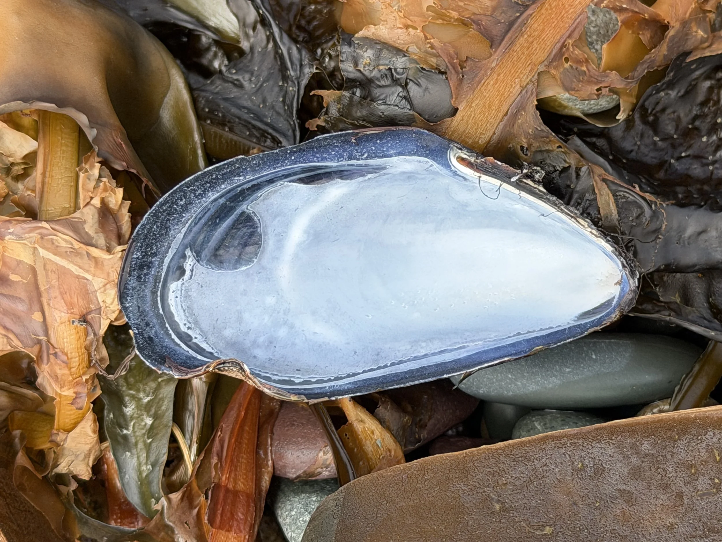 mussel shell and seaweed