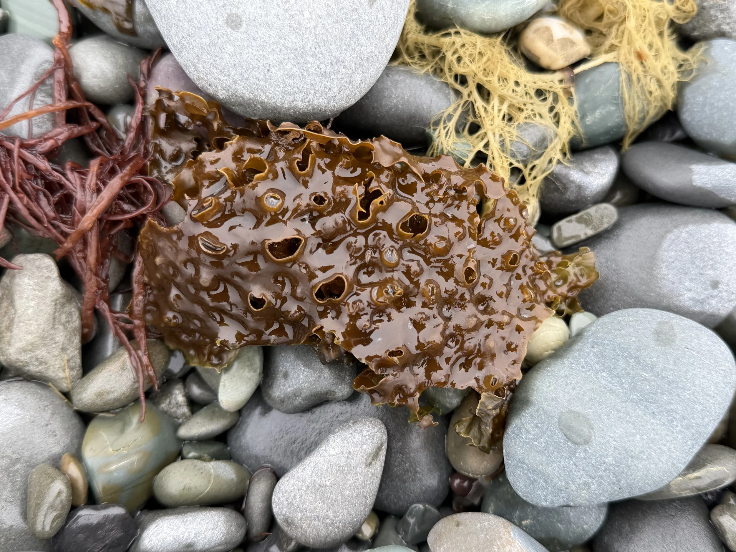 sieve kelp