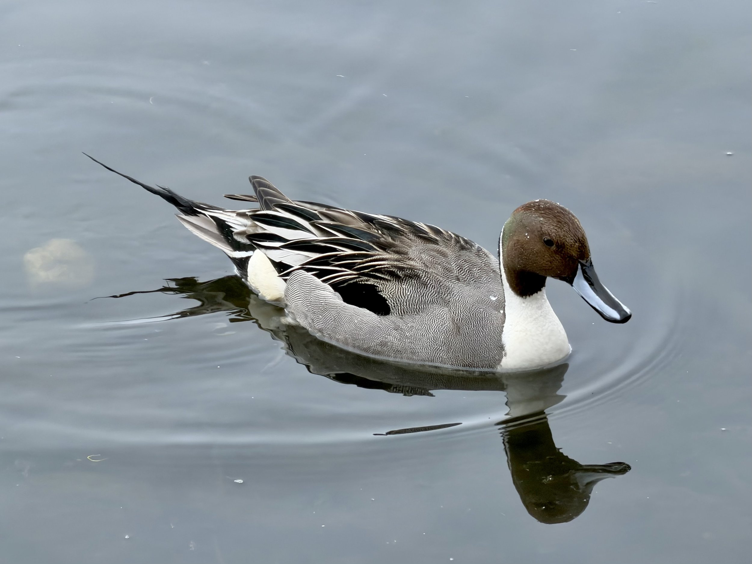 a pintail duck on Kent’s Pond, St. John’s