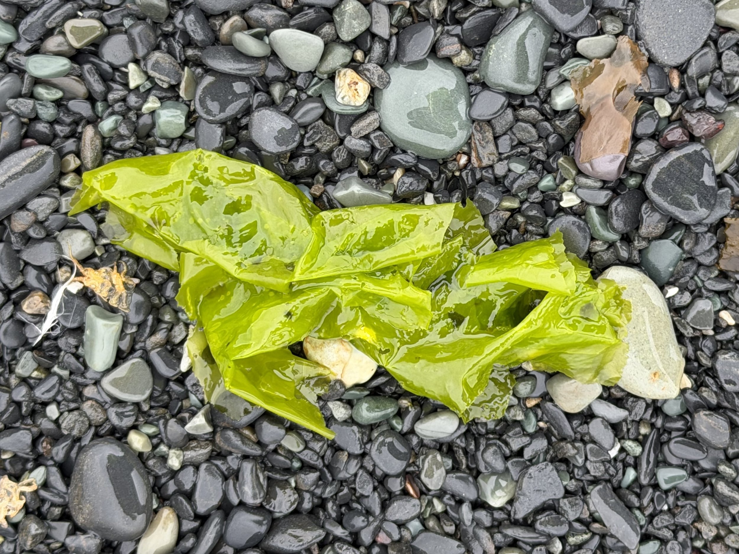 an image of sea lettuce on a rocky beach