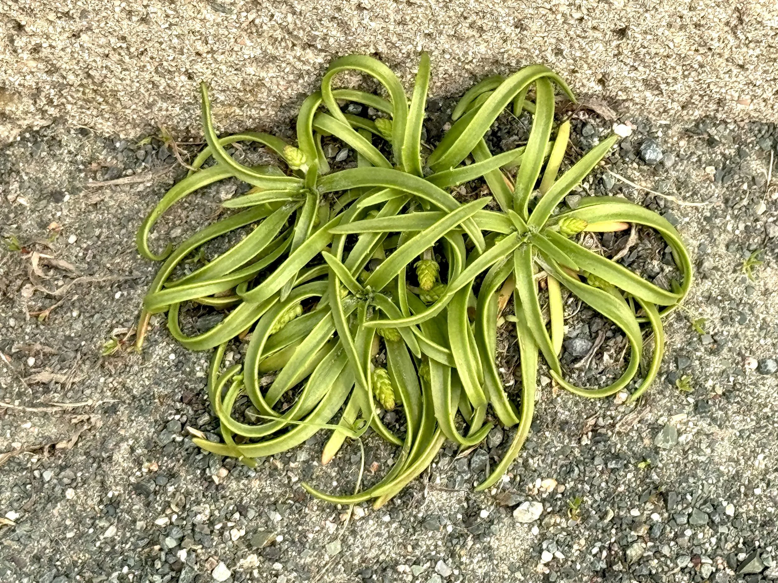 sea plantain in the city, Elizabeth Avenue, St. John’s