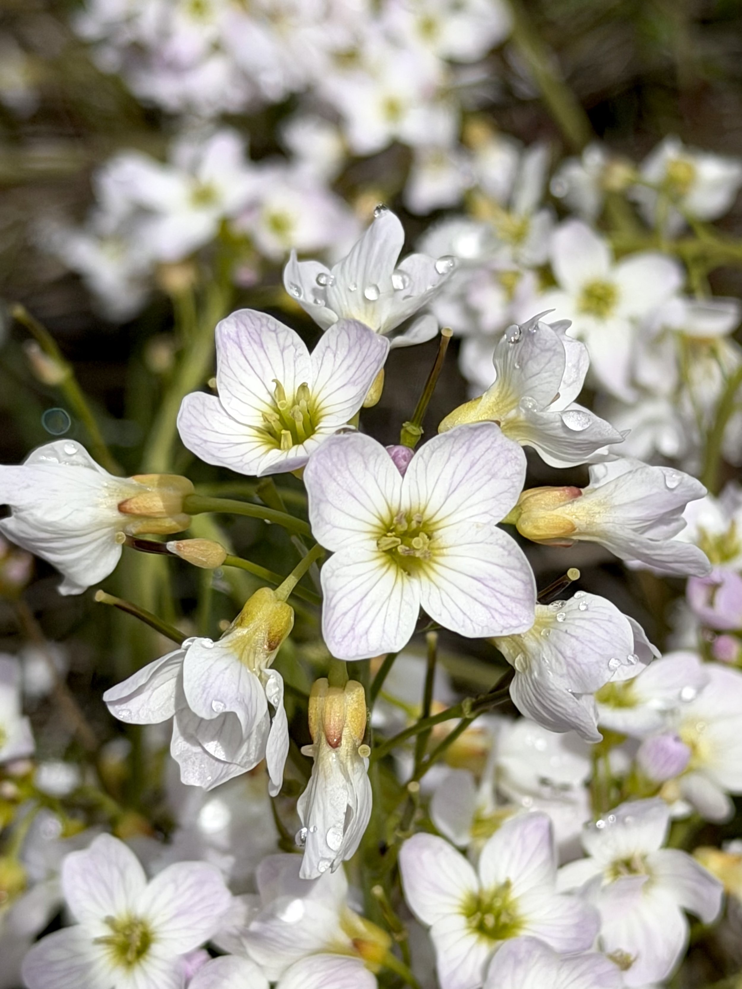 cuckoo flower (meadow cress), Pippy Park, St. John’s
