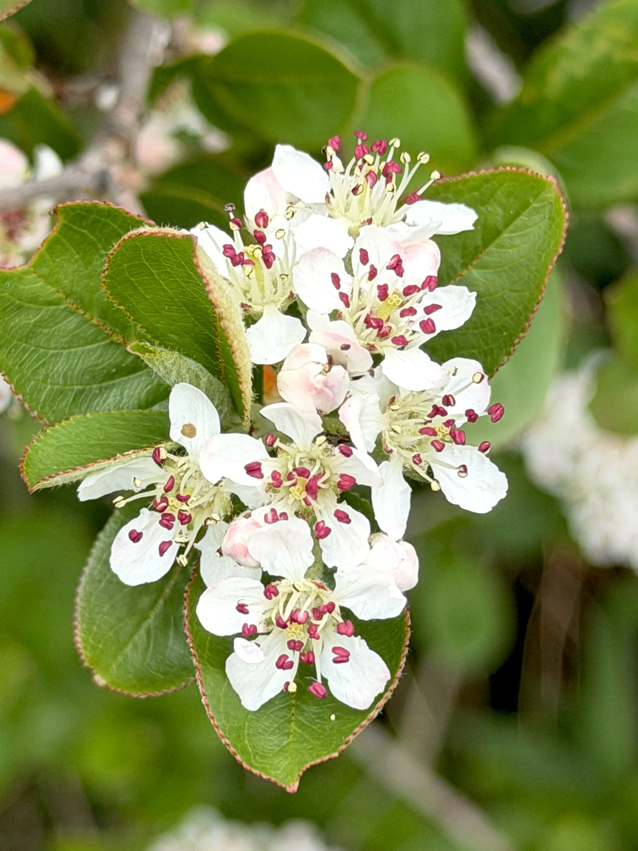 chokeberry blossoms, Signal Hill, St. John’s