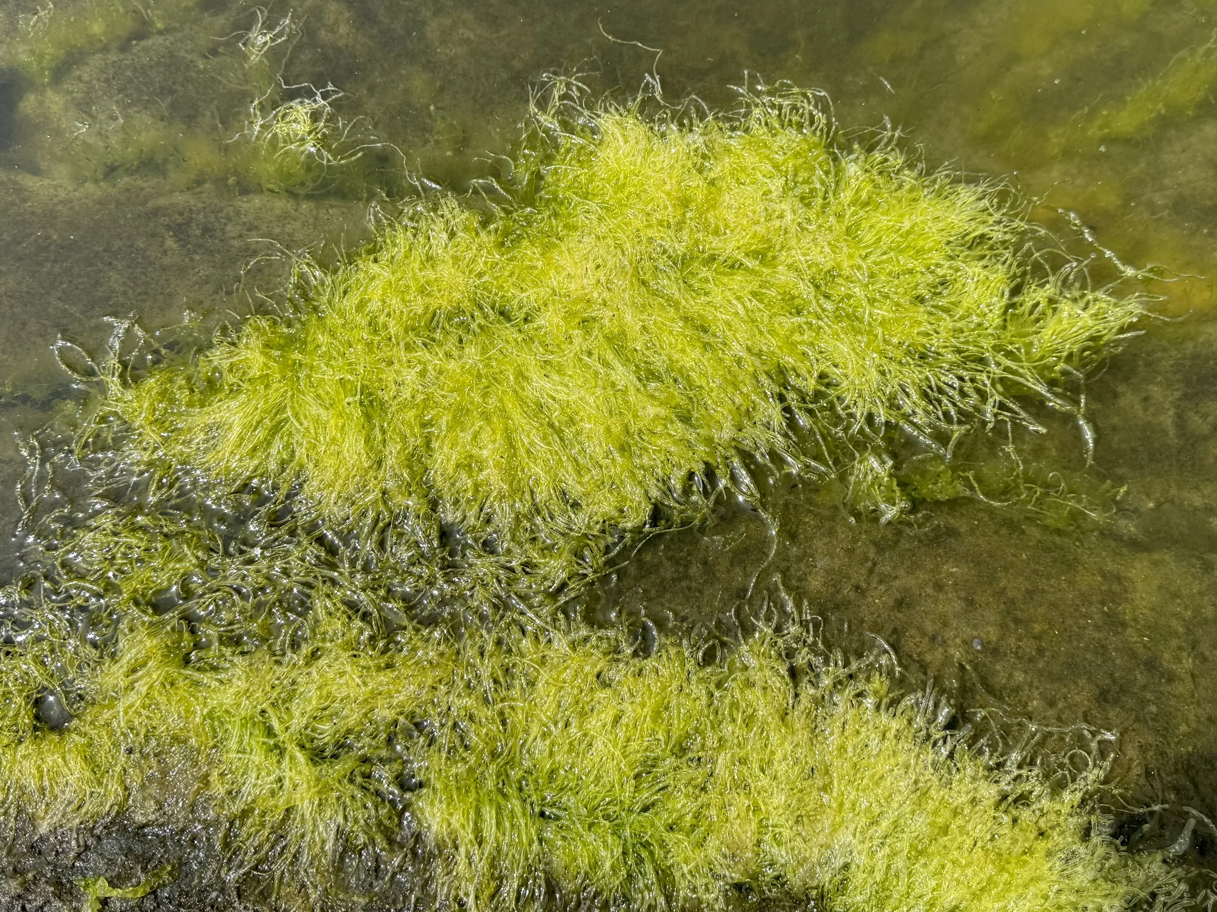 gutweed (maiden hair sea lettuce)