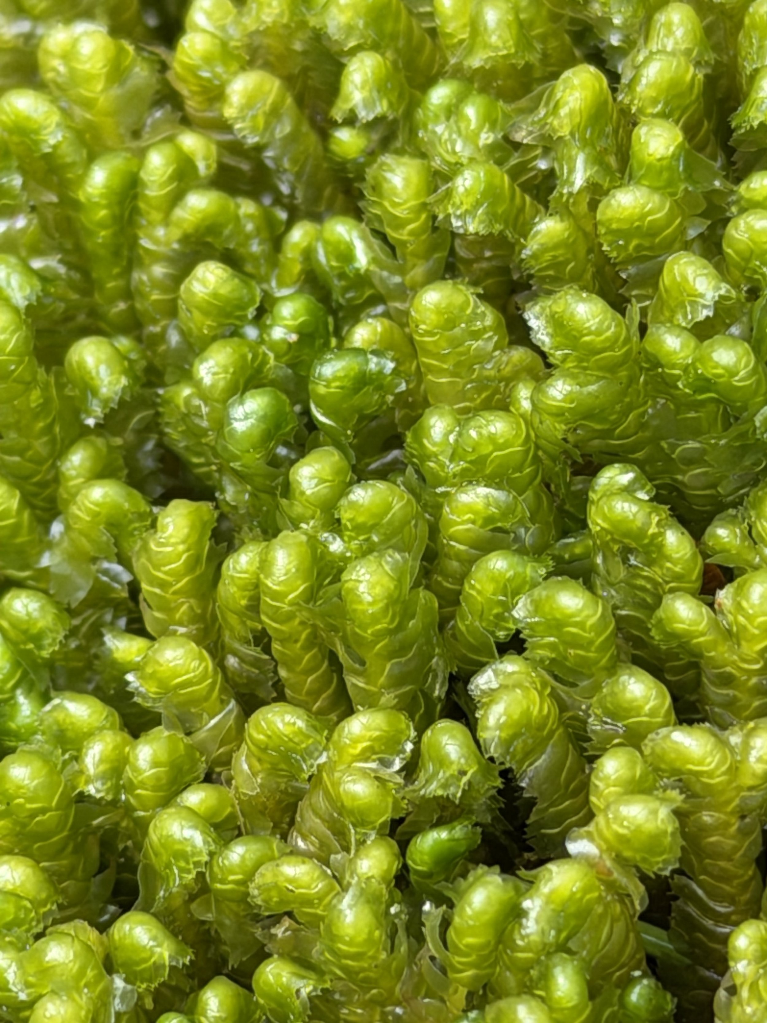Bazzania trilobata (liverwort) in Pippy Park, St. John’s