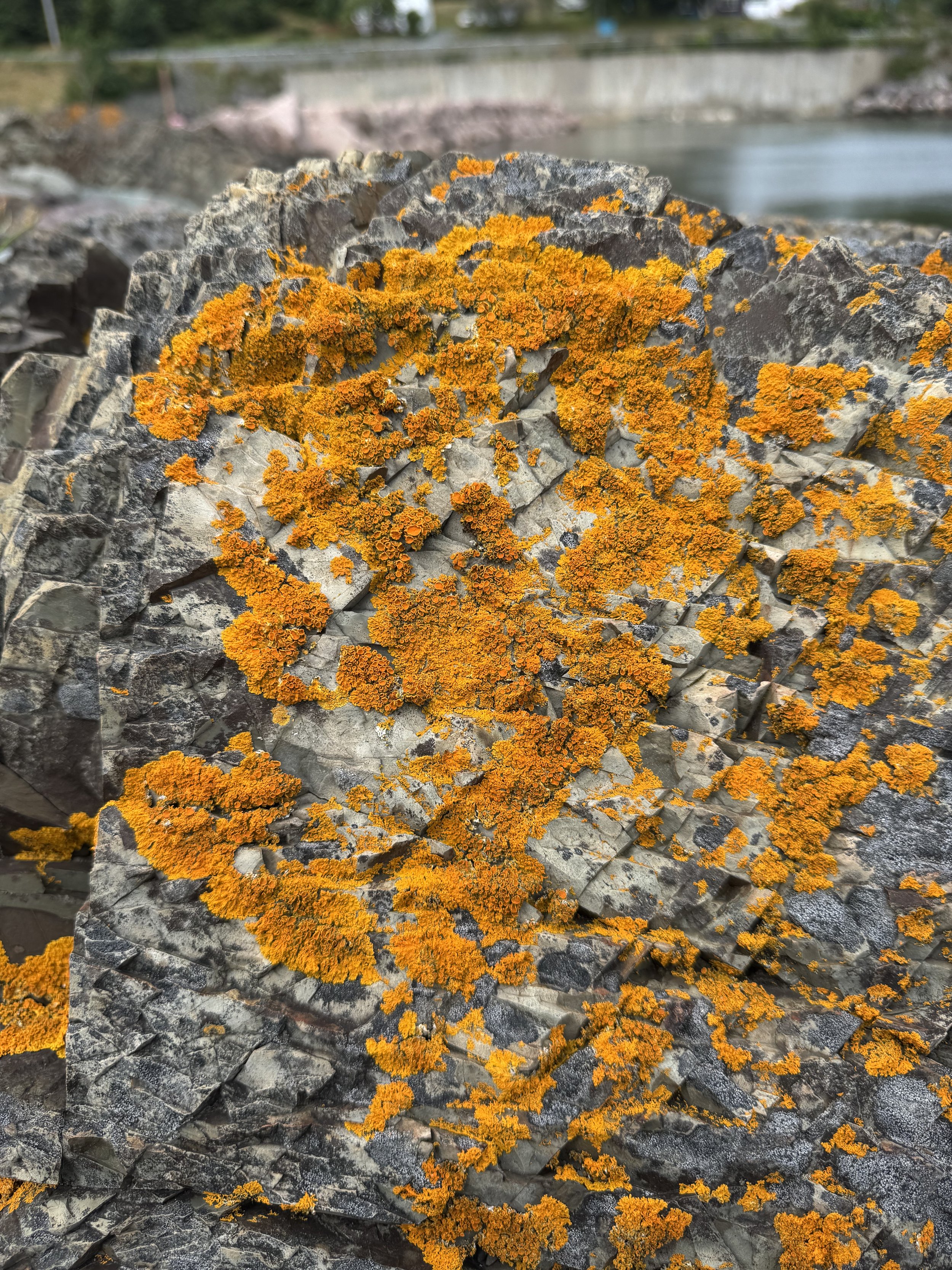 seacoast lichens