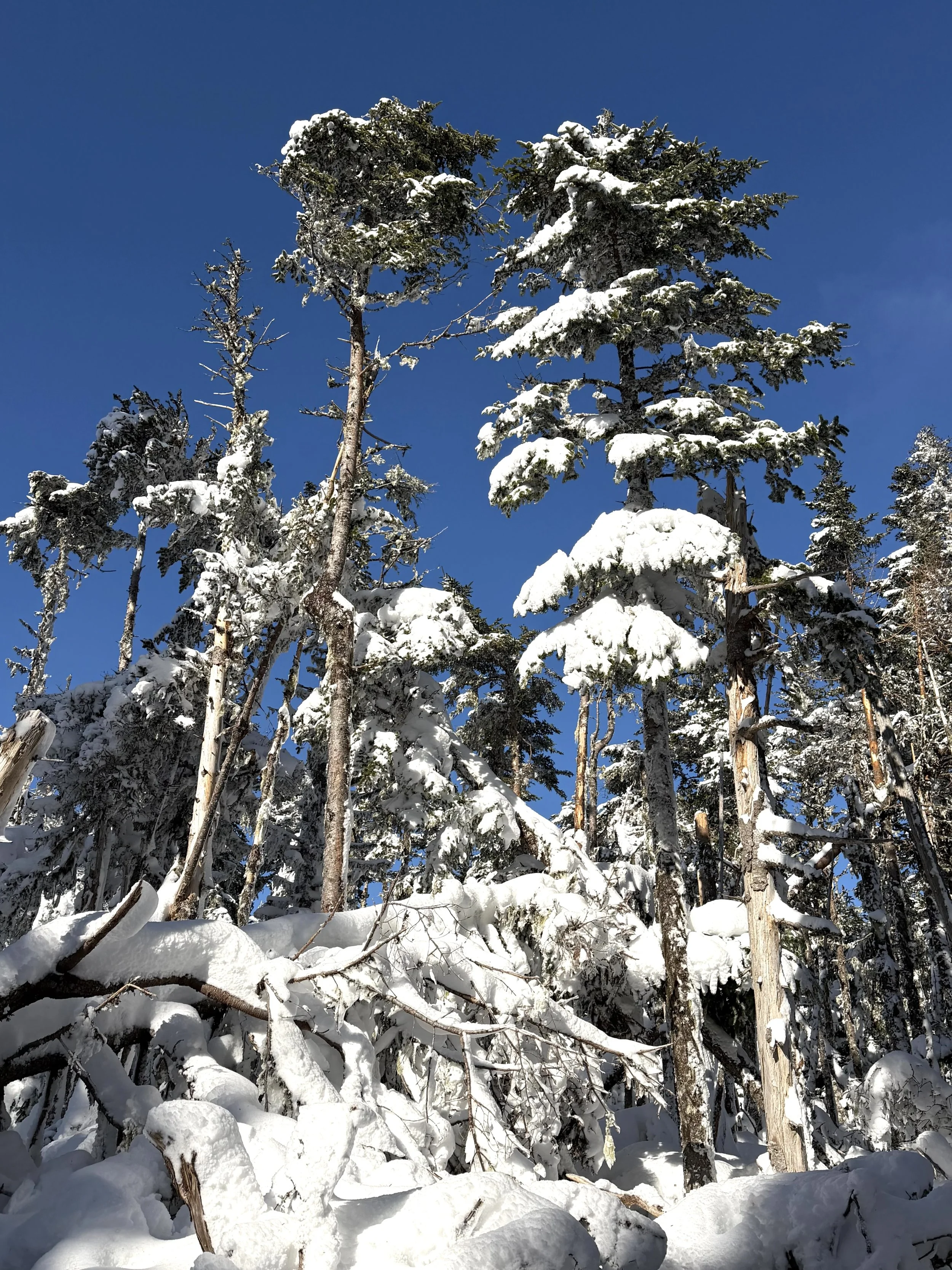 a winter scene in a forest, Pippy Park, St. John’s