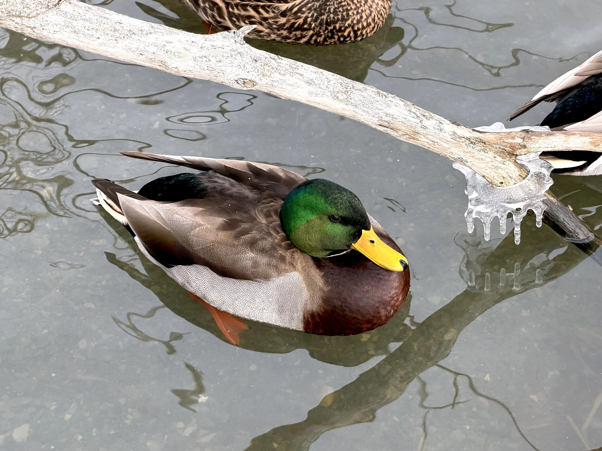 mallard duck, Kent’s Pond, St. John’s
