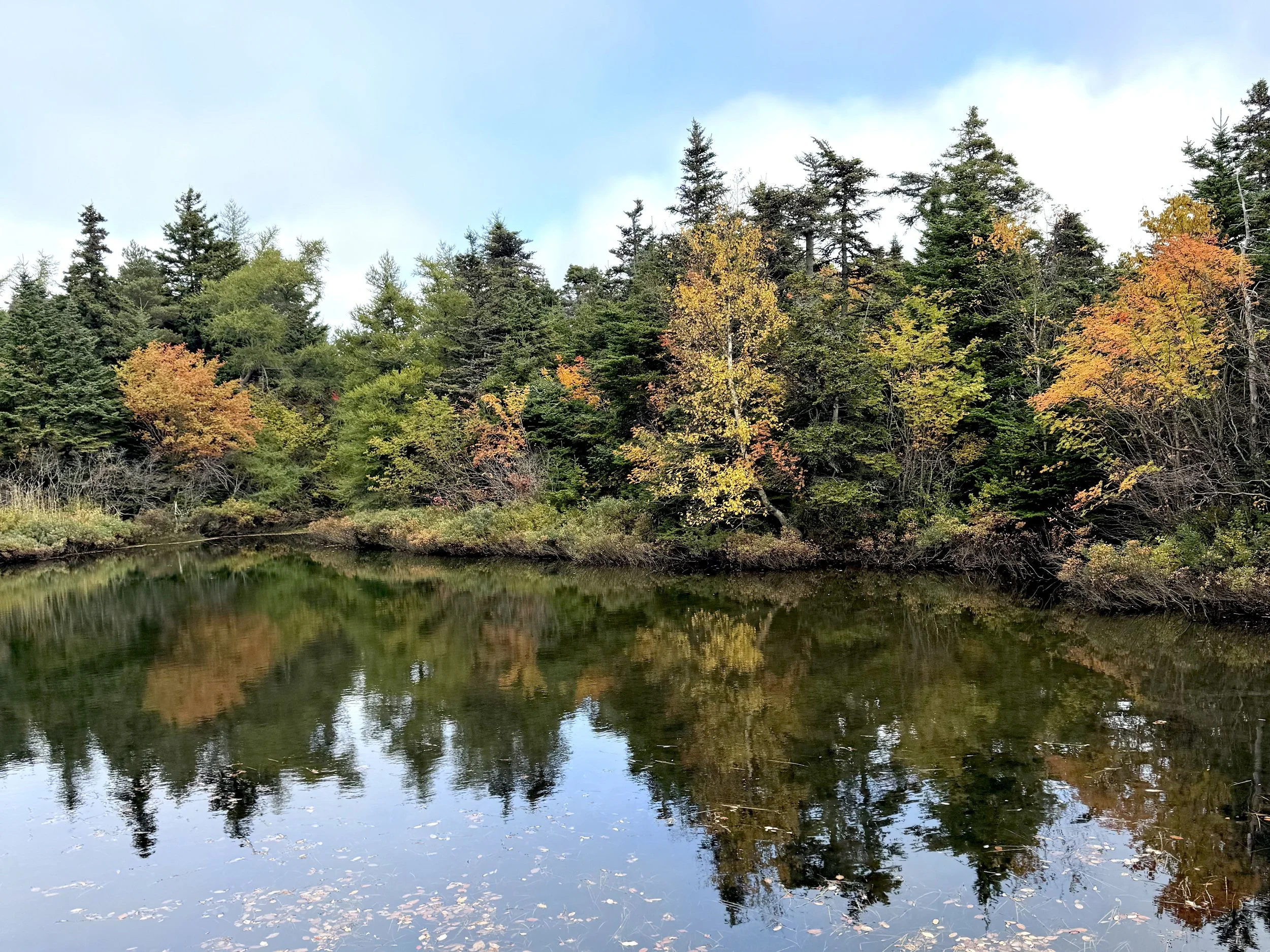 autumn colours, Pippy Park, St. John’s