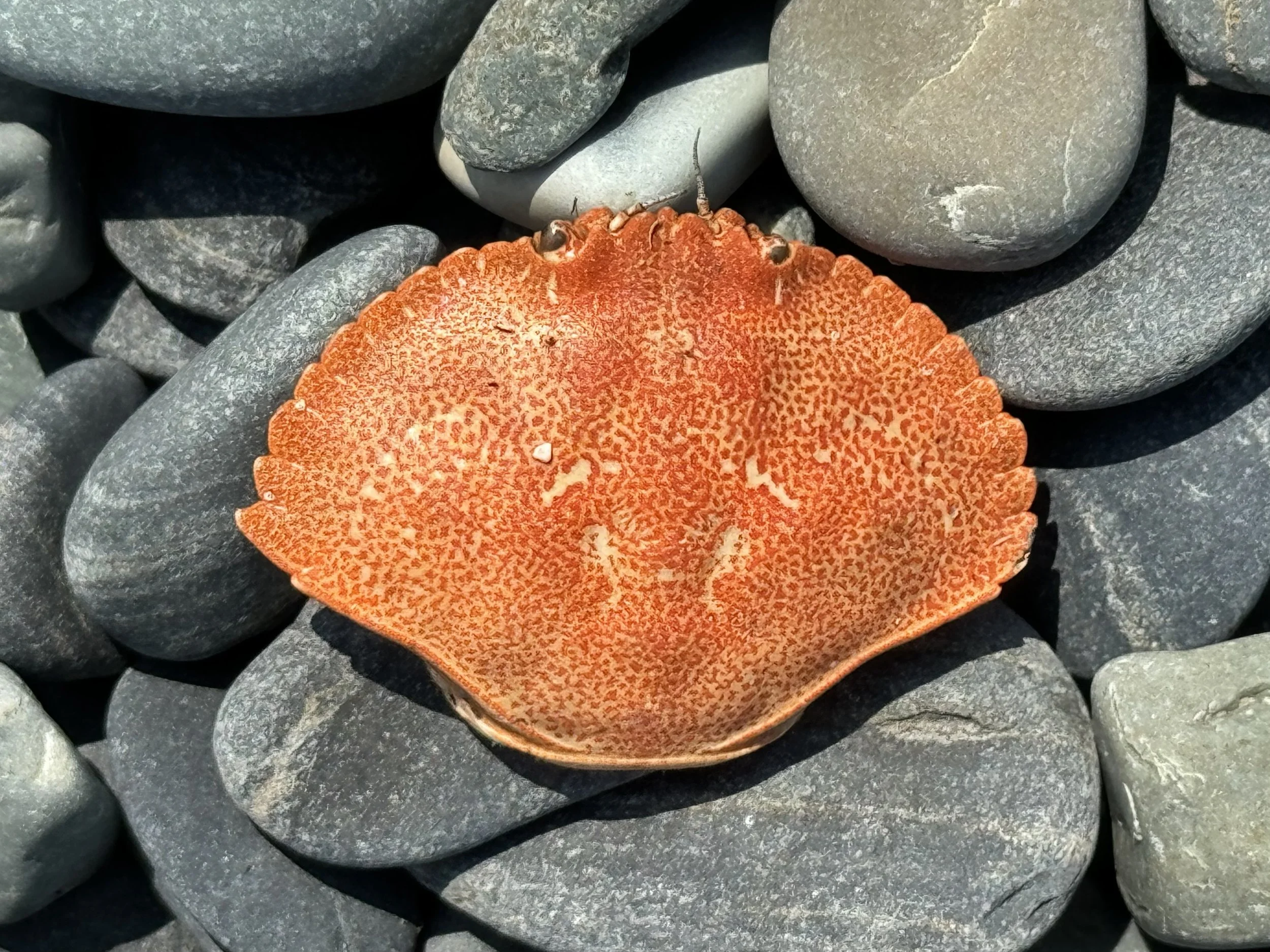 crab shell on the beach