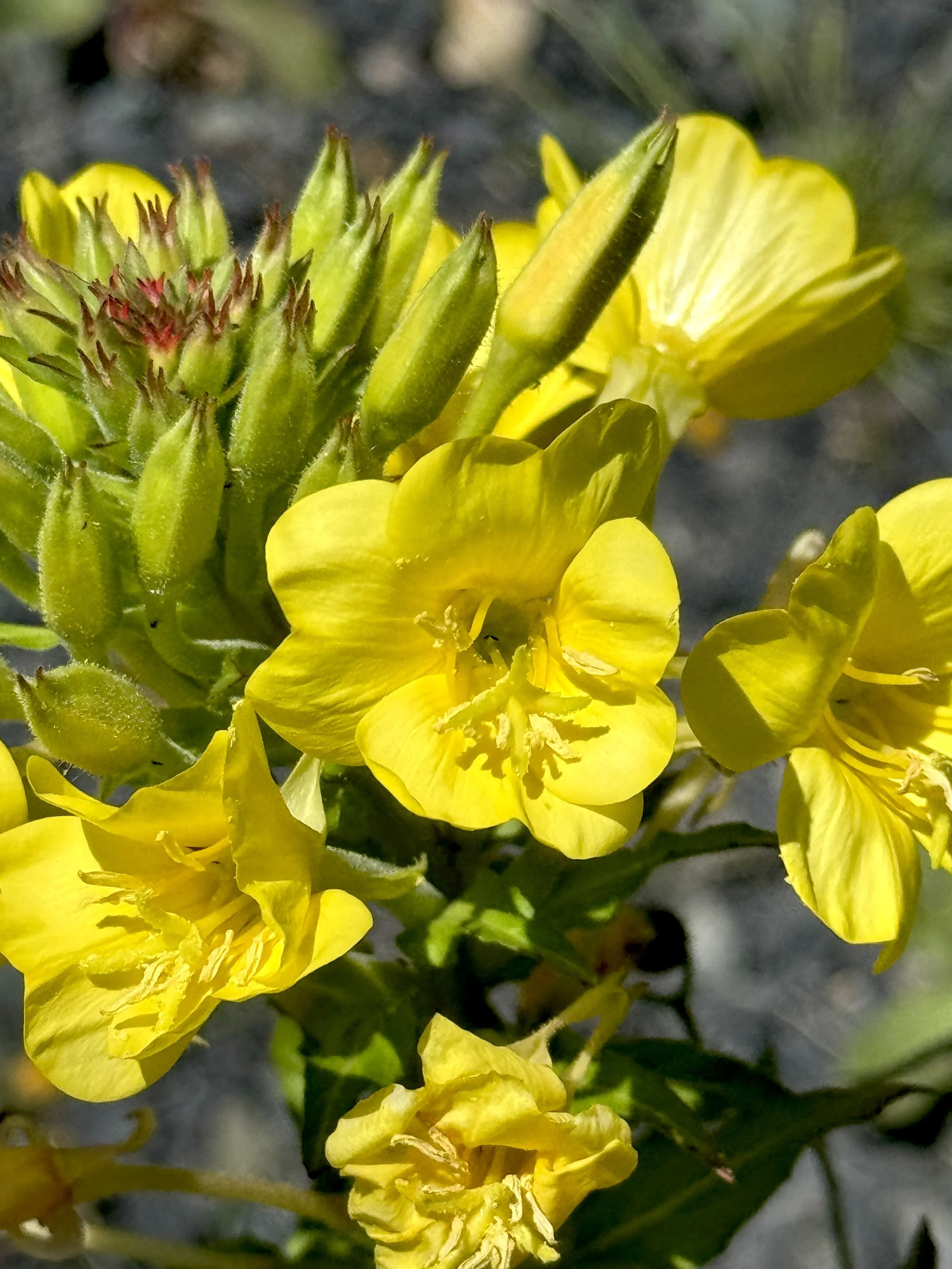 evening primrose, Bay Bulls