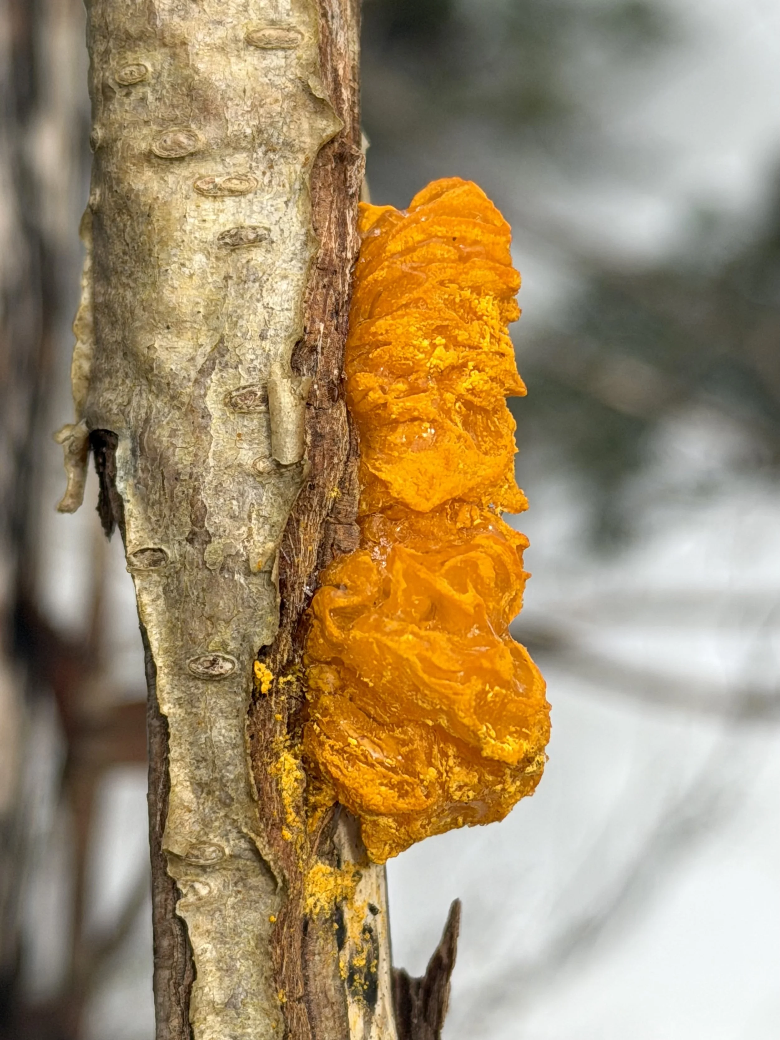 orange tree fungus in Pippy Park, St. John'a