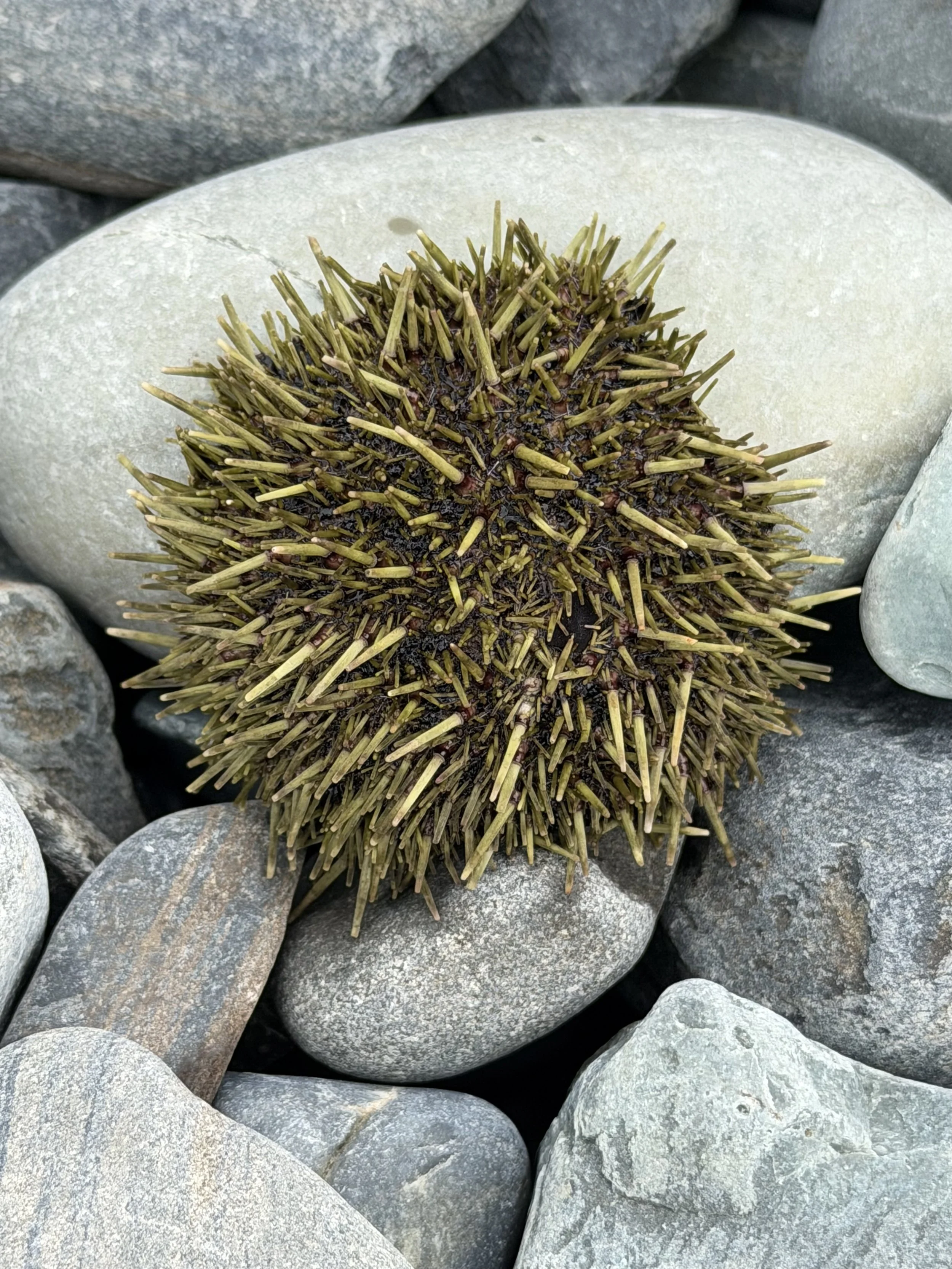 a picture of a sea urchin on a rocky beach