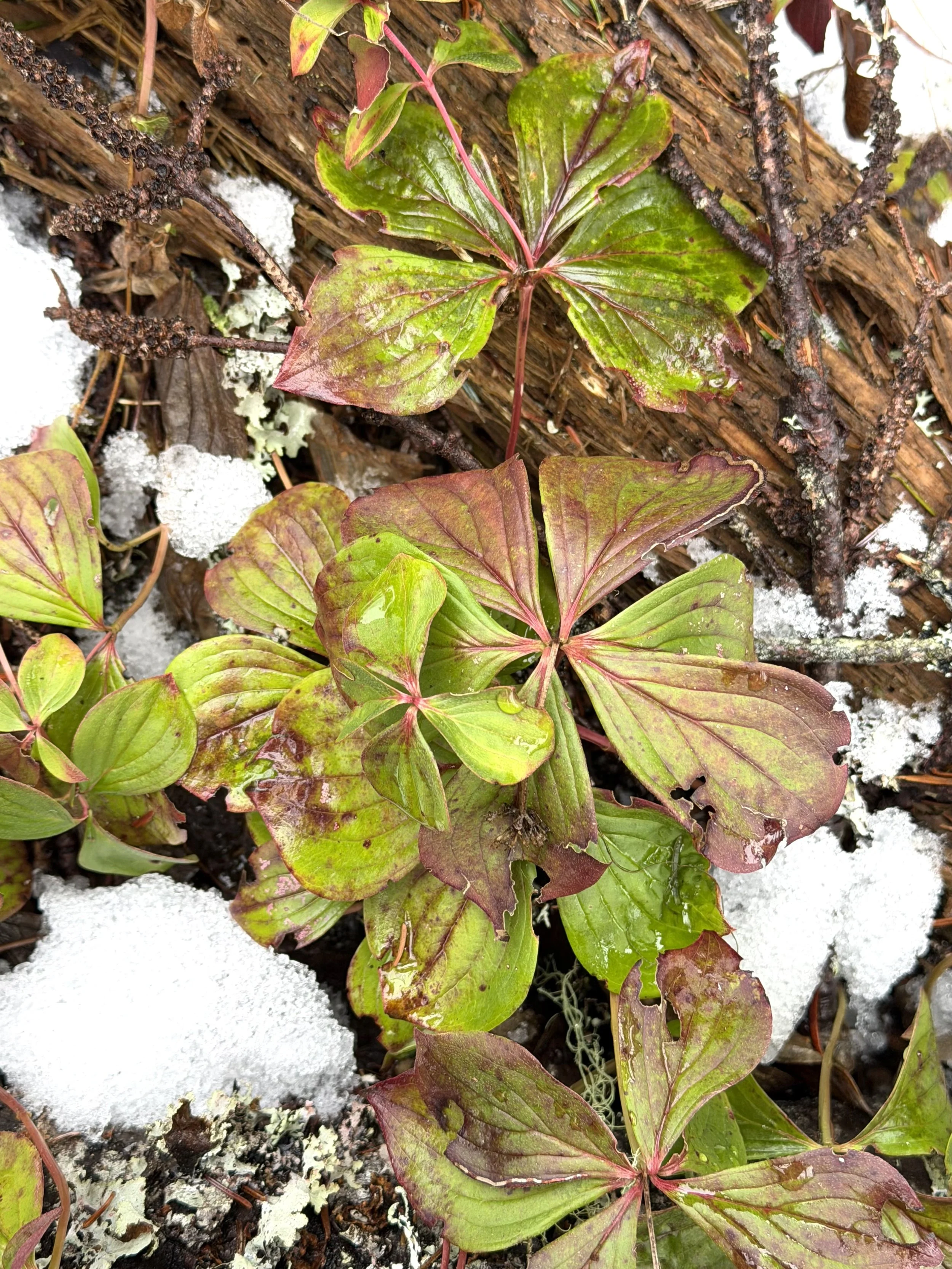 bunchberry in winter, Pippy Park, St. John's