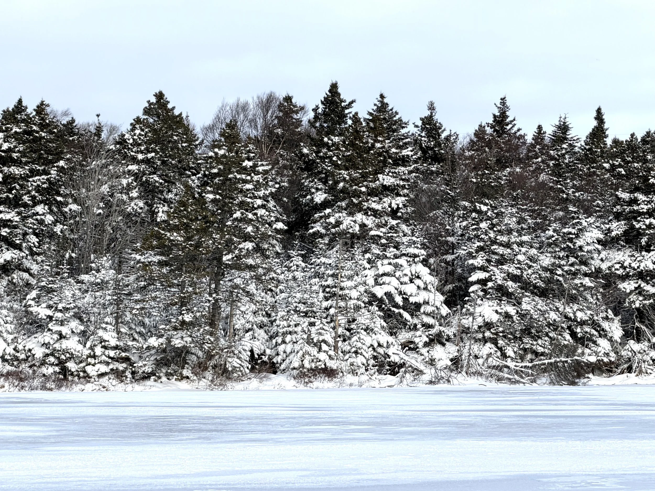 Kent’s Pond, St. John’s, in early January