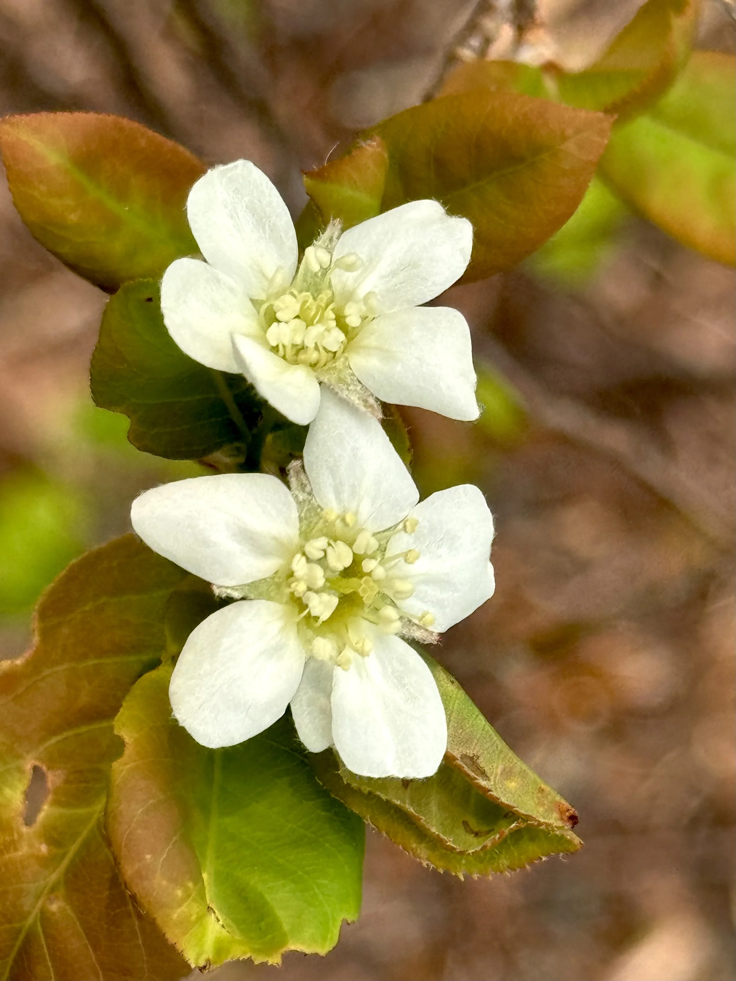 chuckley pear blossoms, Higgins Line, St. John’s